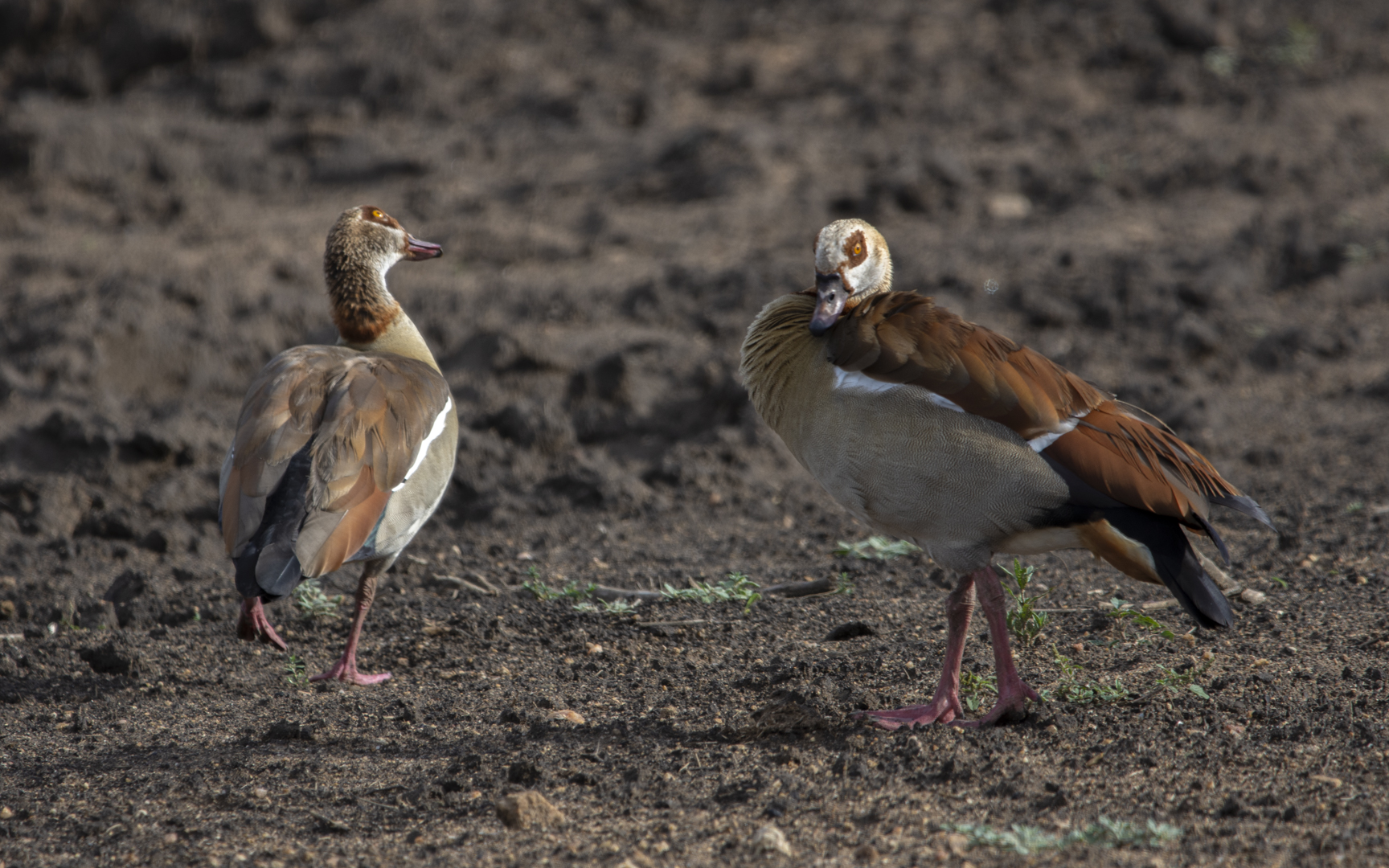 Alopochen aegyptiaca – エジプトガン Alopochen aegyptiaca – エジプトガン