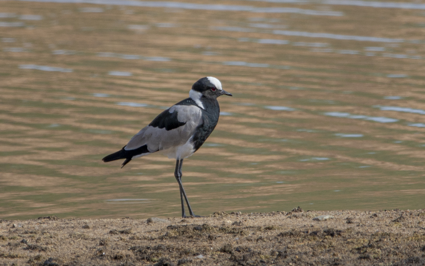 Vanellus armatus – シロクロゲリ Vanellus armatus – シロクロゲリ