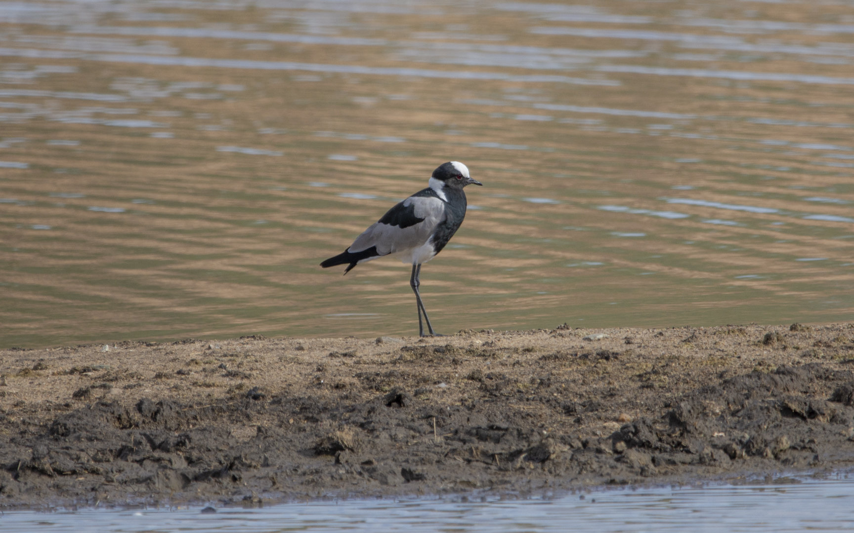 Vanellus armatus – シロクロゲリ Vanellus armatus – シロクロゲリ