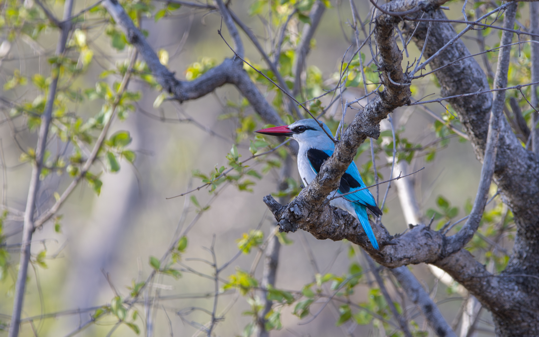 Halcyon senegalensis – セネガルショウビン Halcyon senegalensis – セネガルショウビン