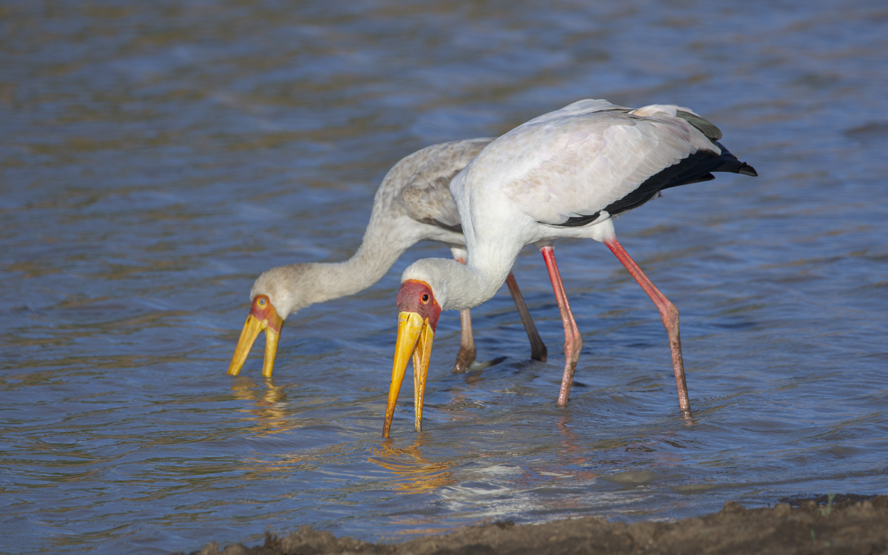 Mycteria ibis – アフリカトキコウ Mycteria ibis – アフリカトキコウ