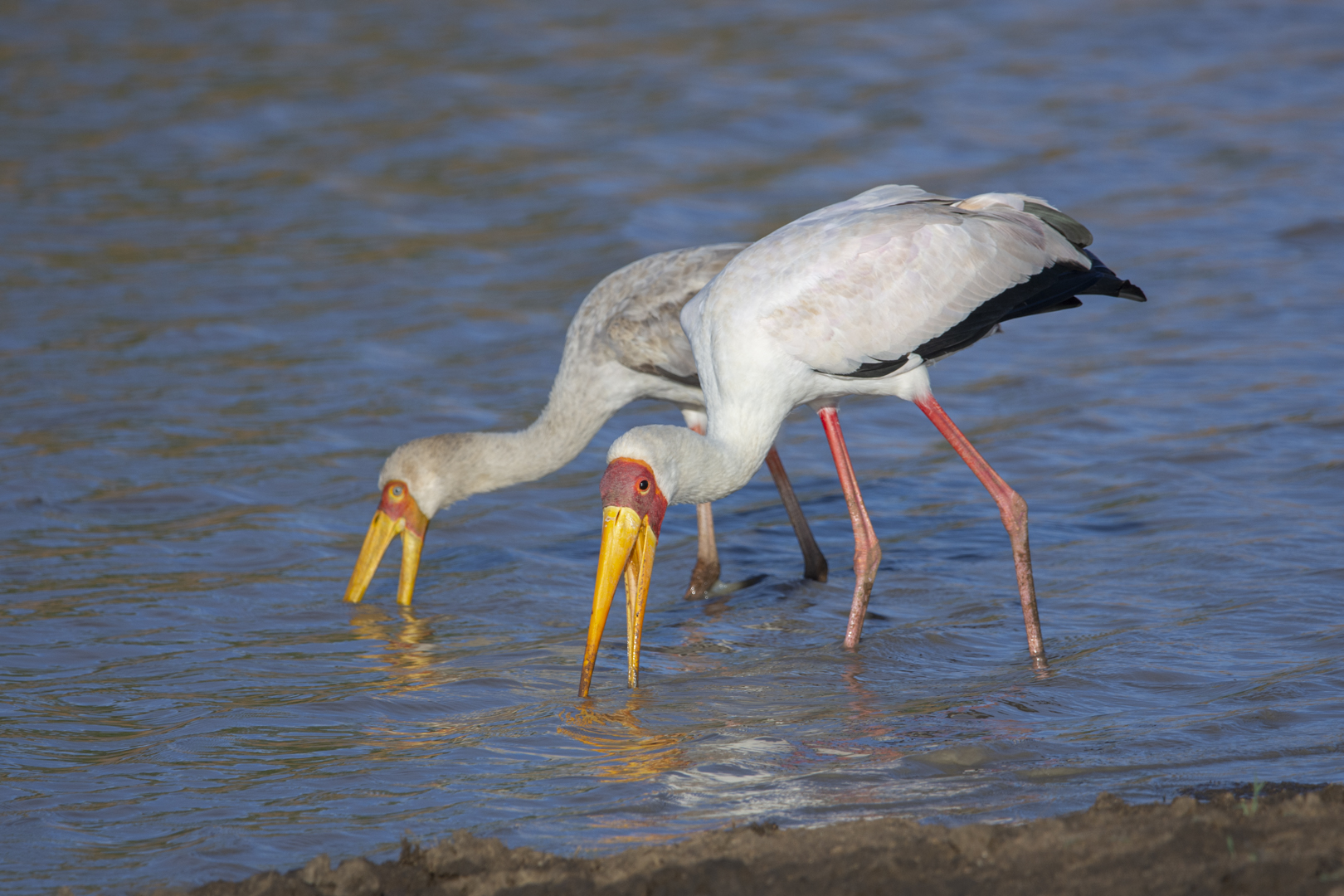 Mycteria ibis – アフリカトキコウ Mycteria ibis – アフリカトキコウ