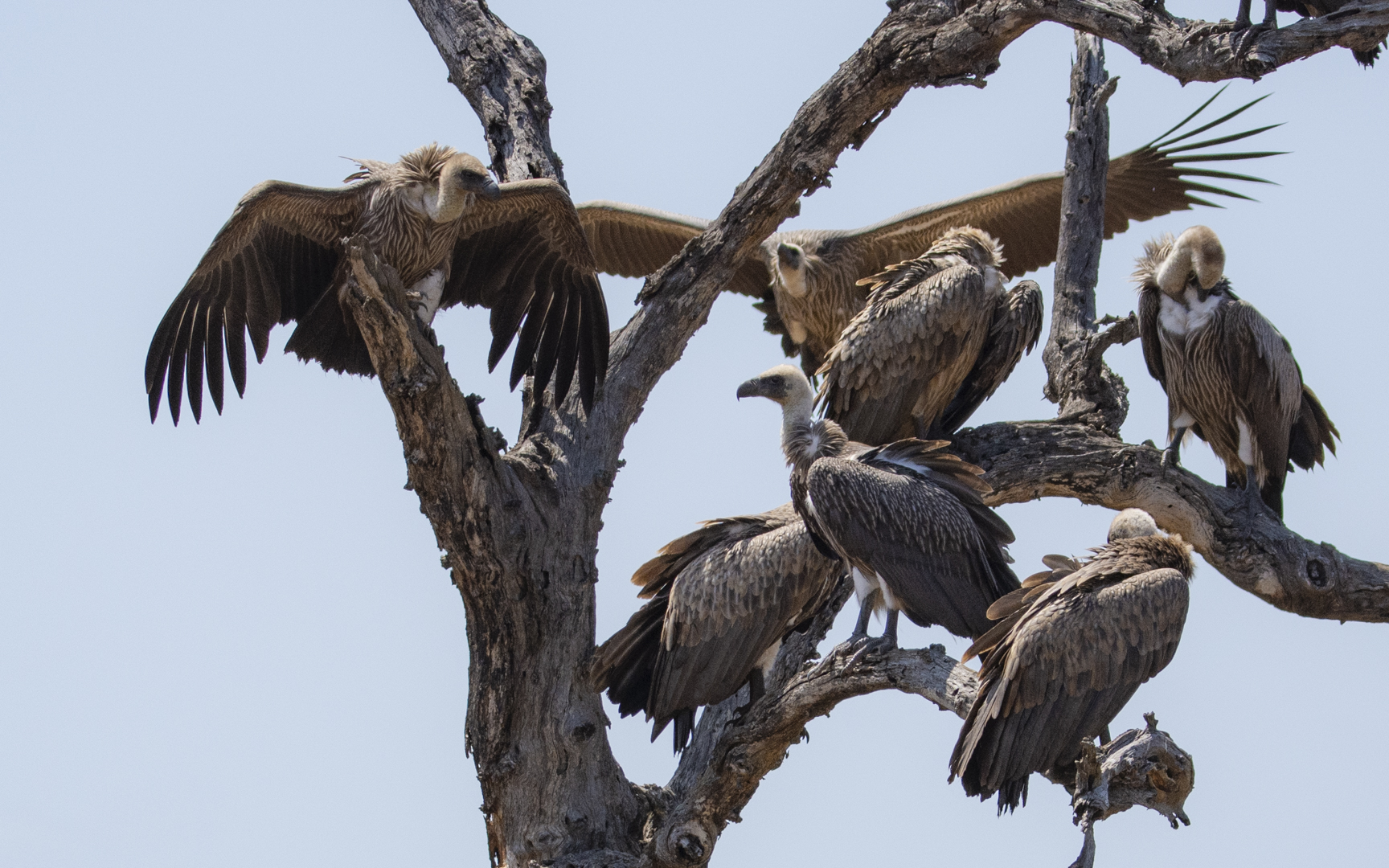 Gyps africanus – コシジロハゲワシ Gyps africanus – コシジロハゲワシ