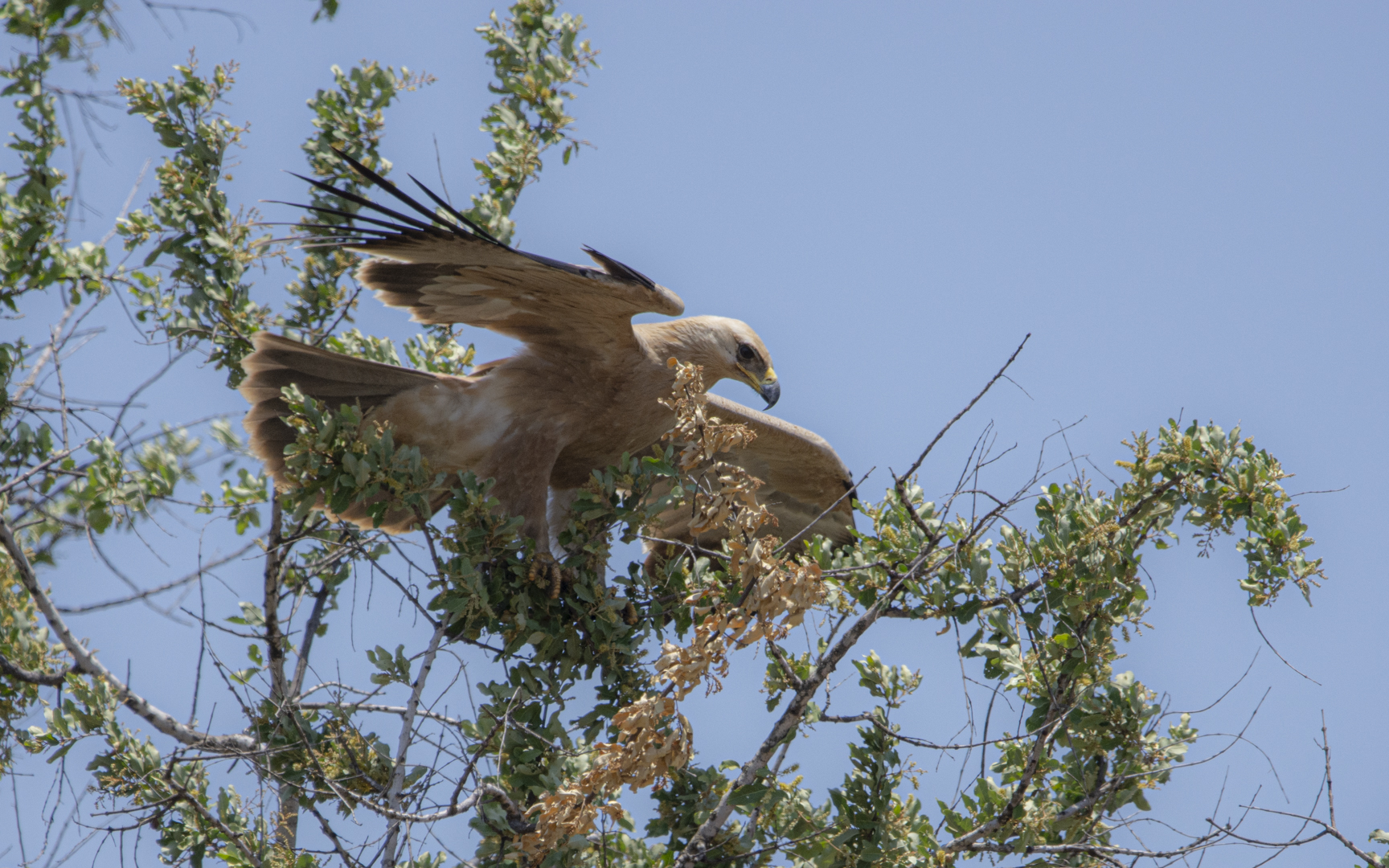 Aquila rapax – アフリカソウゲンワシ Aquila rapax – アフリカソウゲンワシ