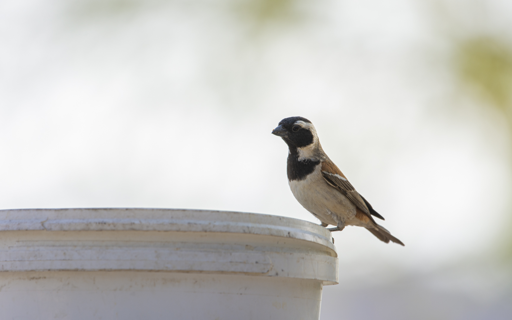 Passer melanurus – ホオグロスズメ Passer melanurus – ホオグロスズメ