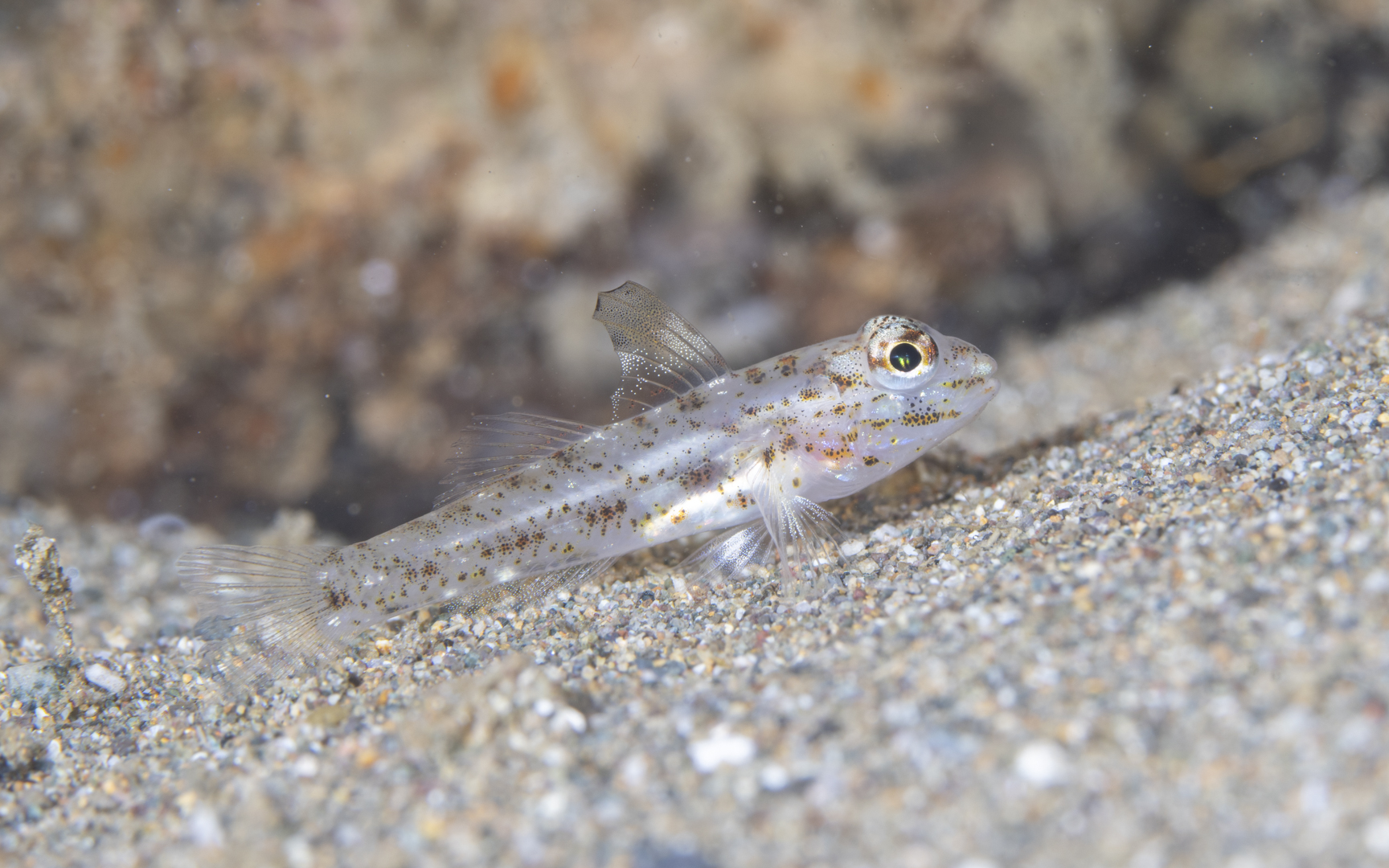 Fusigobius melacron – ツマグロサンカクハゼ Fusigobius melacron – ツマグロサンカクハゼ