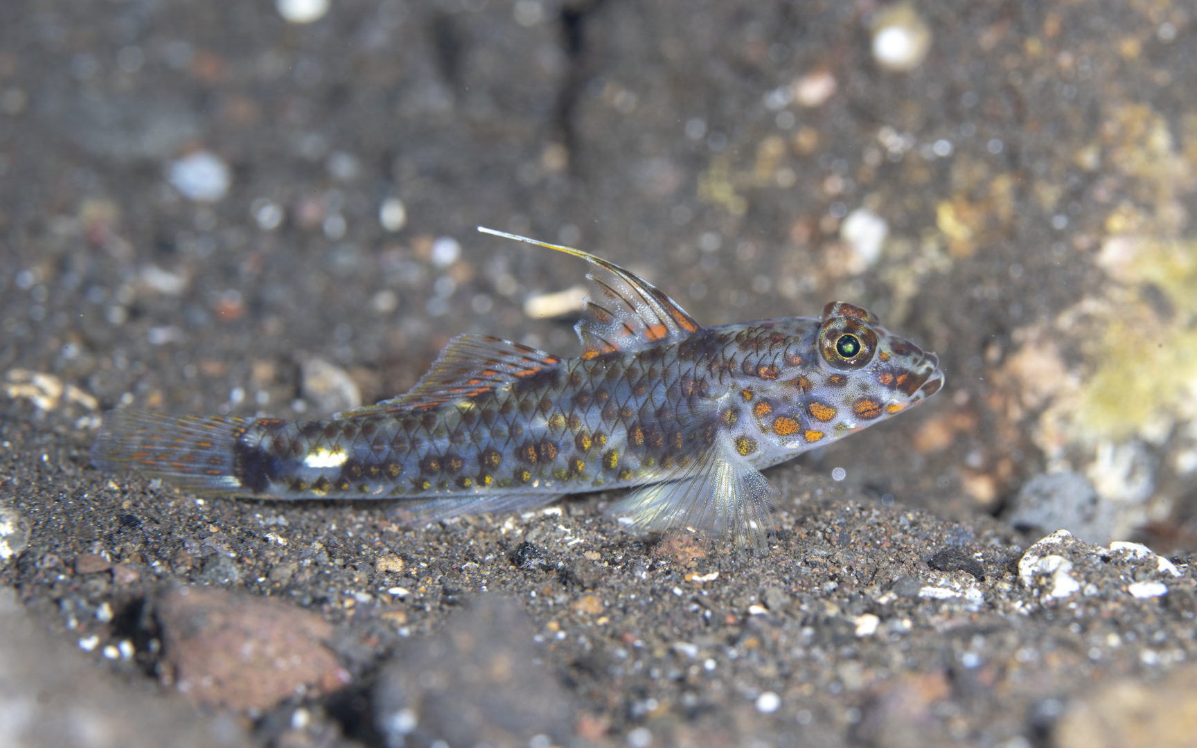 Fusigobius inframaculatus – ハタタテサンカクハゼ Fusigobius inframaculatus – ハタタテサンカクハゼ