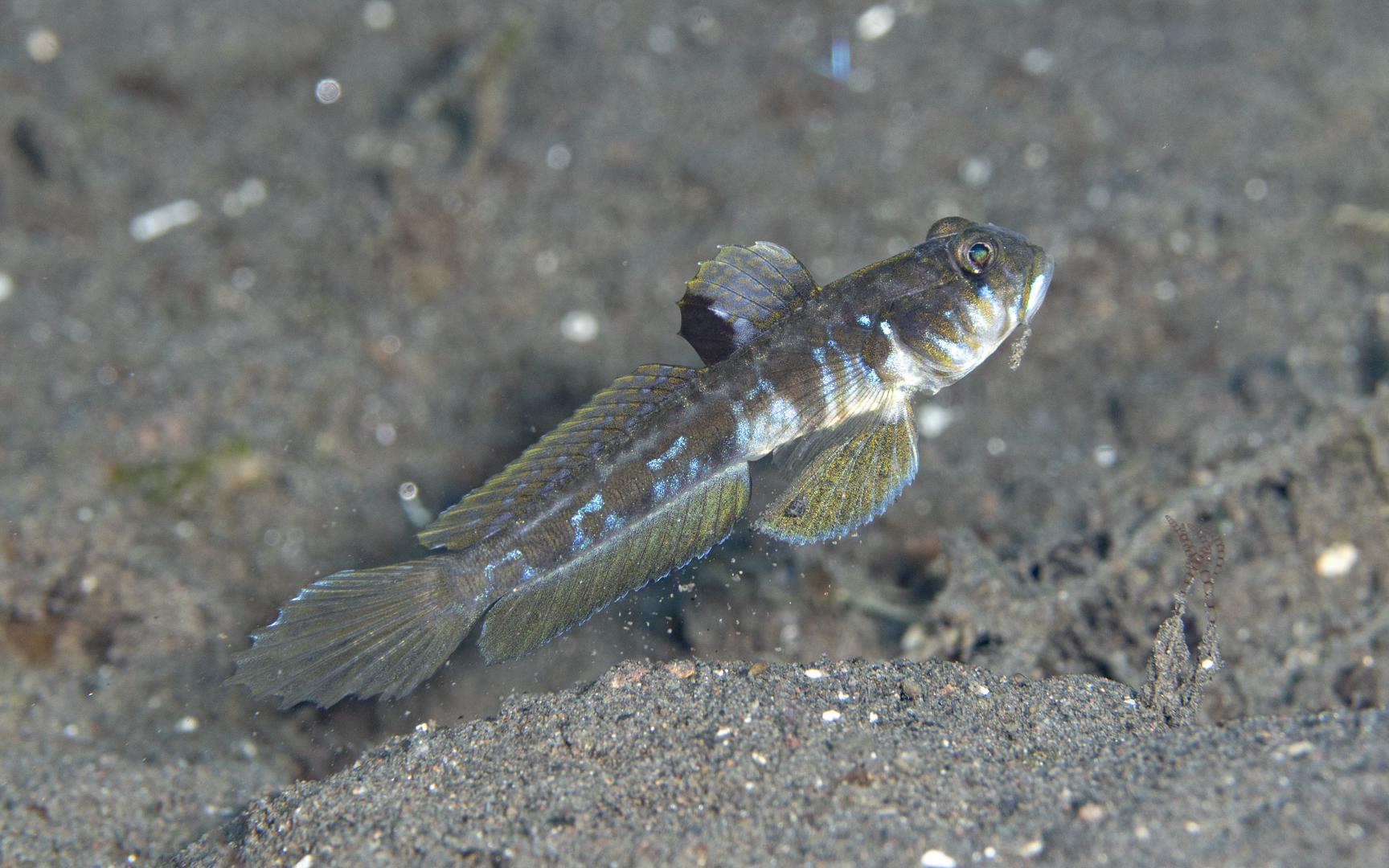 Oxyurichthys zeta – ゼータサルハゼ Oxyurichthys zeta – ゼータサルハゼ