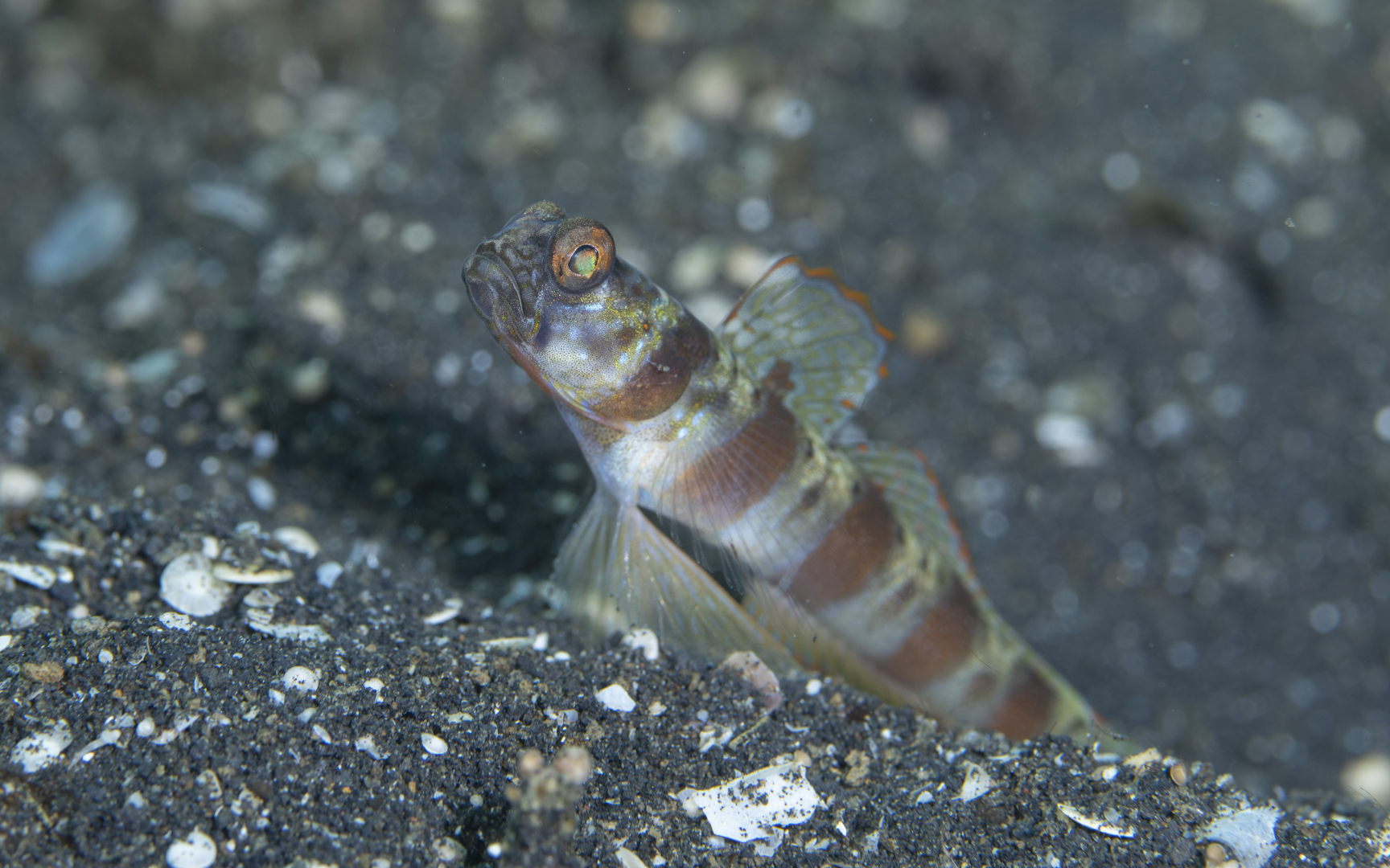 Amblyeleotris rubrimarginata Amblyeleotris rubrimarginata