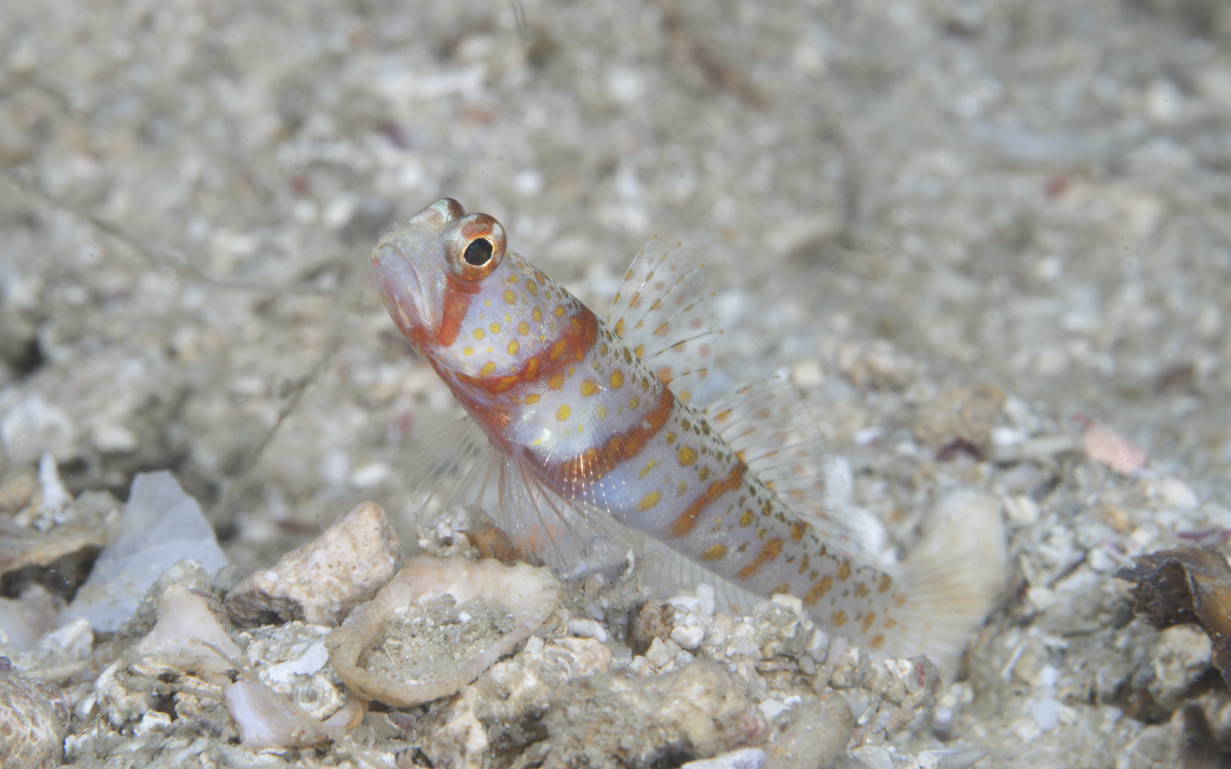 Amblyeleotris rhyax Amblyeleotris rhyax