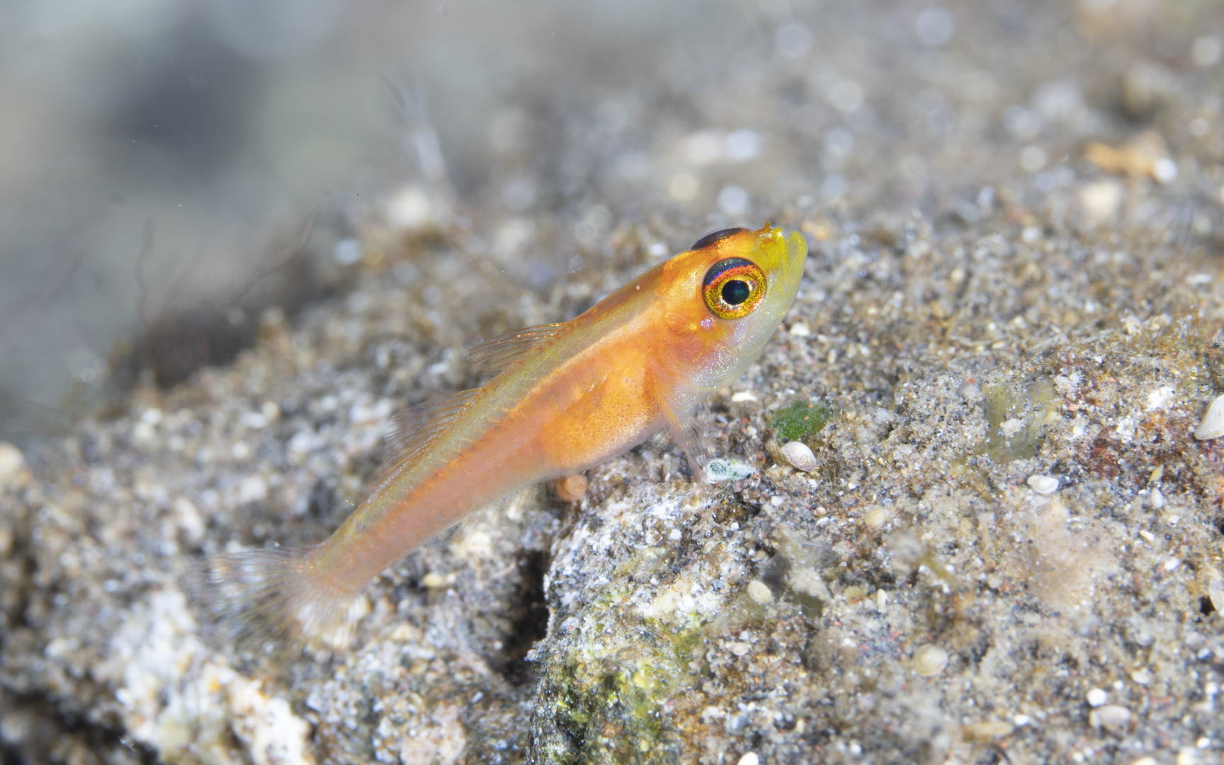 Trimma anaima – ヒメニラミベニハゼ Trimma anaima – ヒメニラミベニハゼ