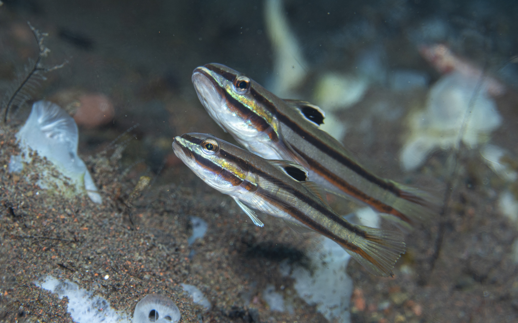 Valenciennea helsdingenii – クロイトハゼ