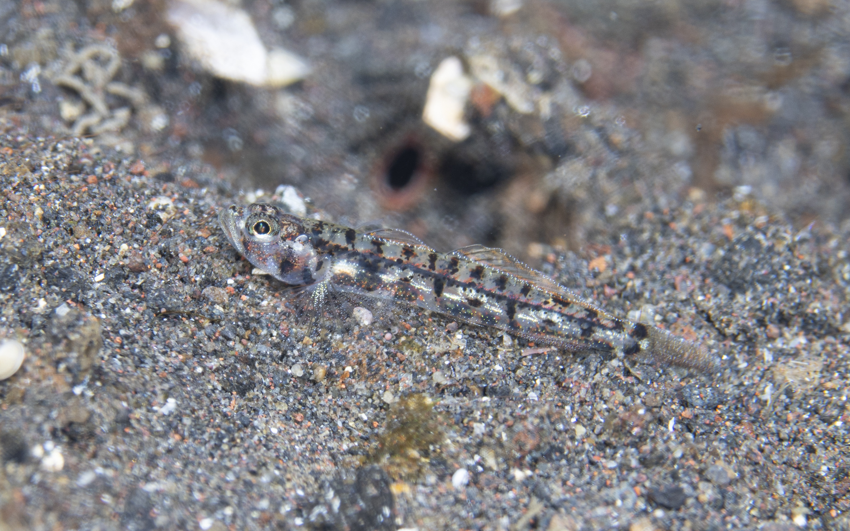 Grallenia baliensis – バリゴビー Grallenia baliensis – バリゴビー