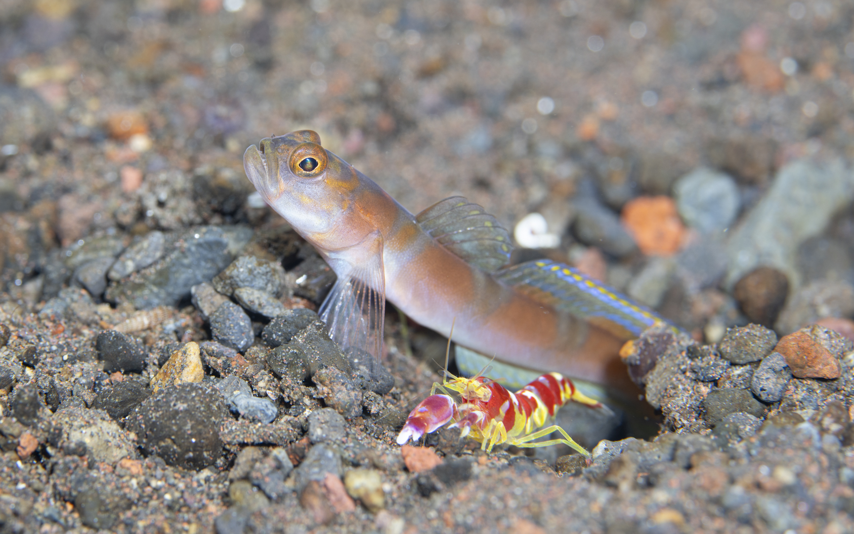 Amblyeleotris yanoi – ヤノダテハゼ Amblyeleotris yanoi – ヤノダテハゼ