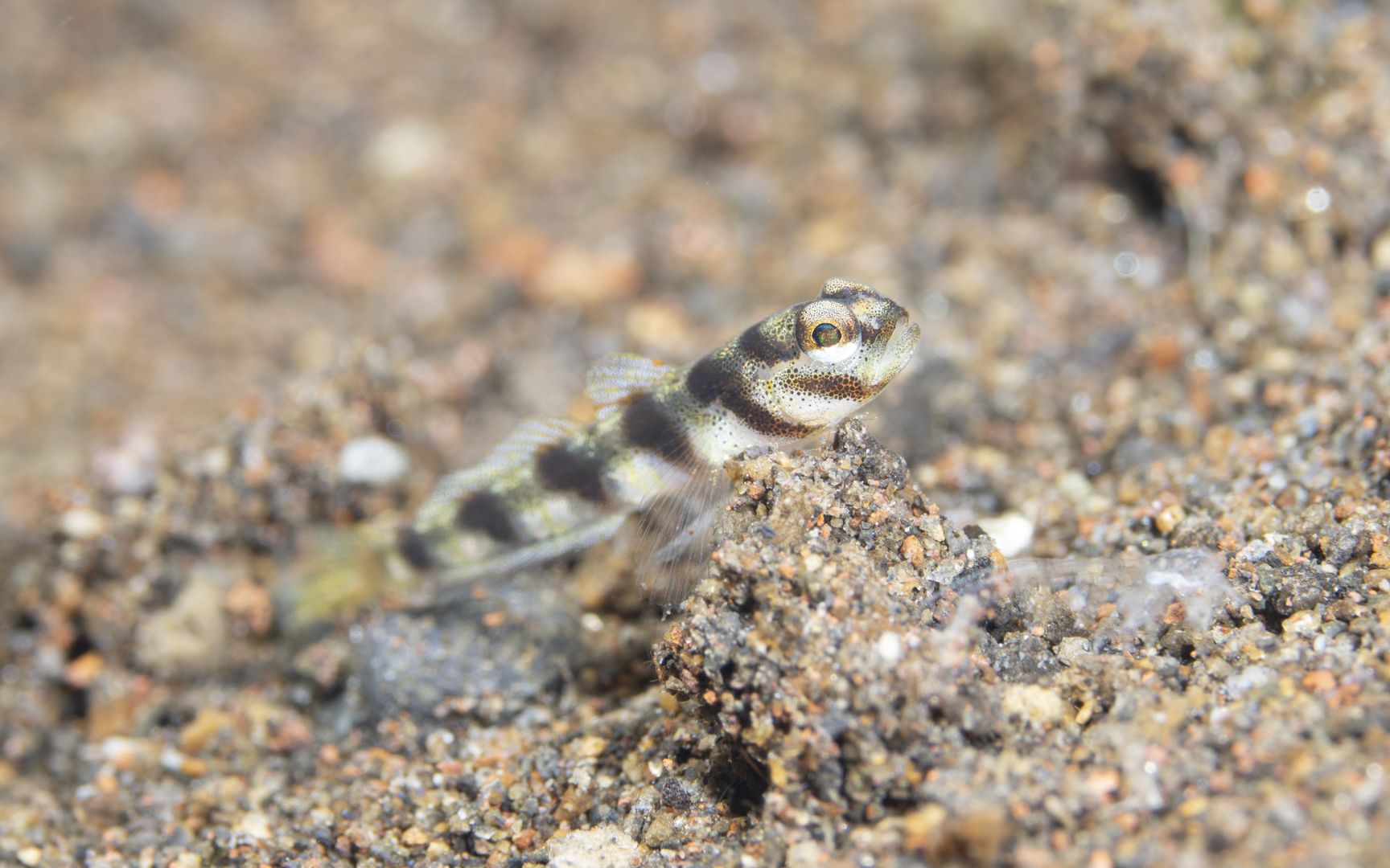 Amblyeleotris diagonalis – ハチマキダテハゼ