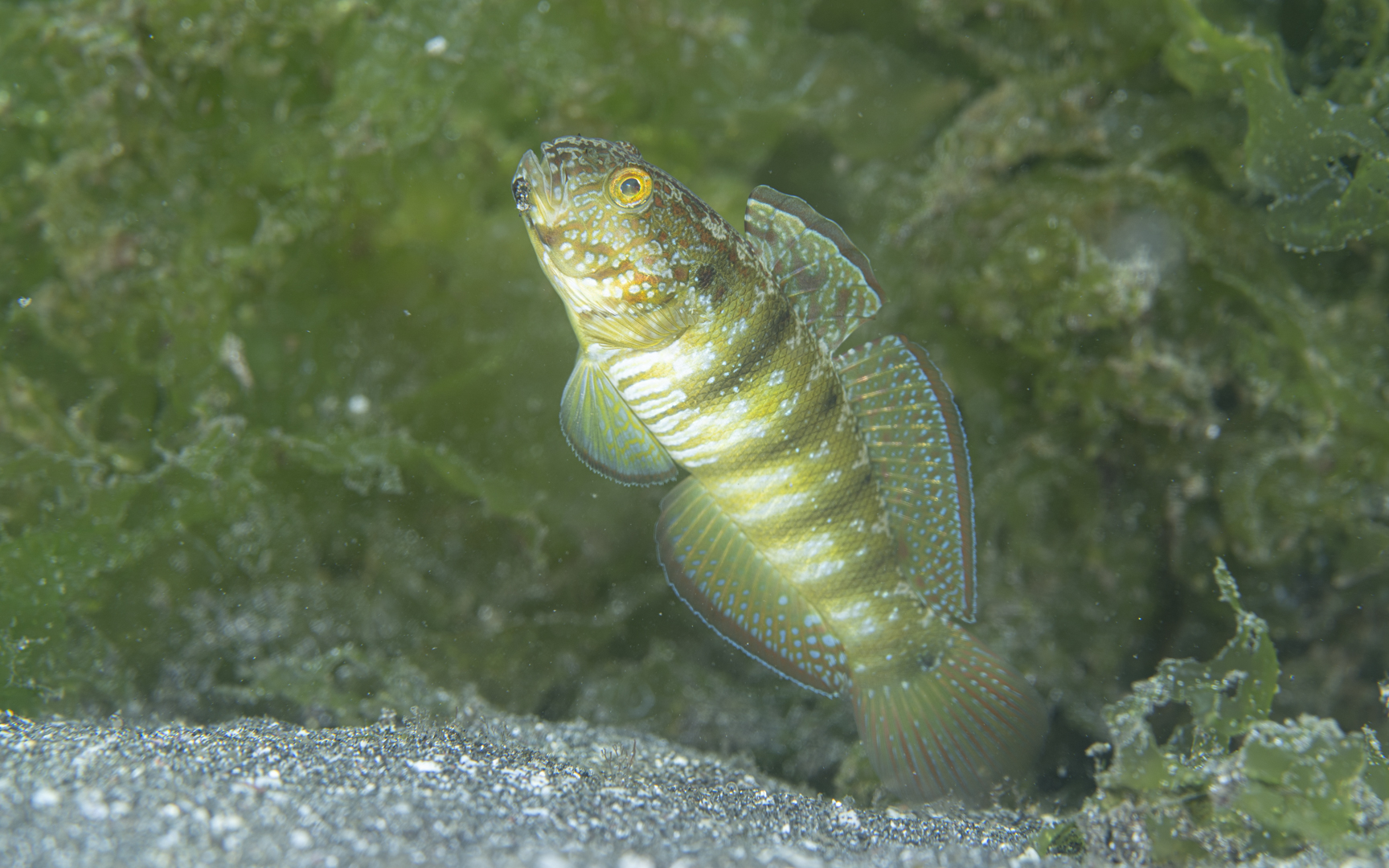 Amblygobius sphynx – スフィンクスサラサハゼ Amblygobius sphynx – スフィンクスサラサハゼ