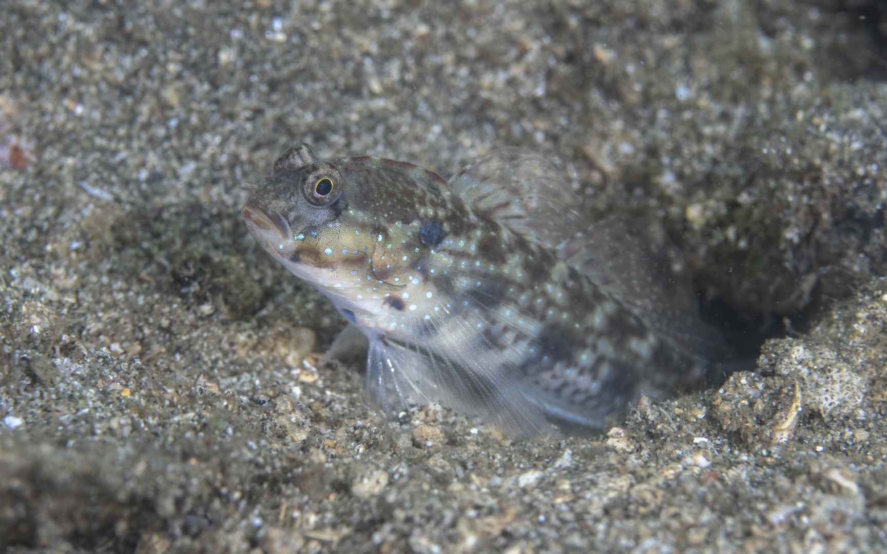 Gladiogobius ensifer – カタホシトゲナガハゼ Gladiogobius ensifer – カタホシトゲナガハゼ