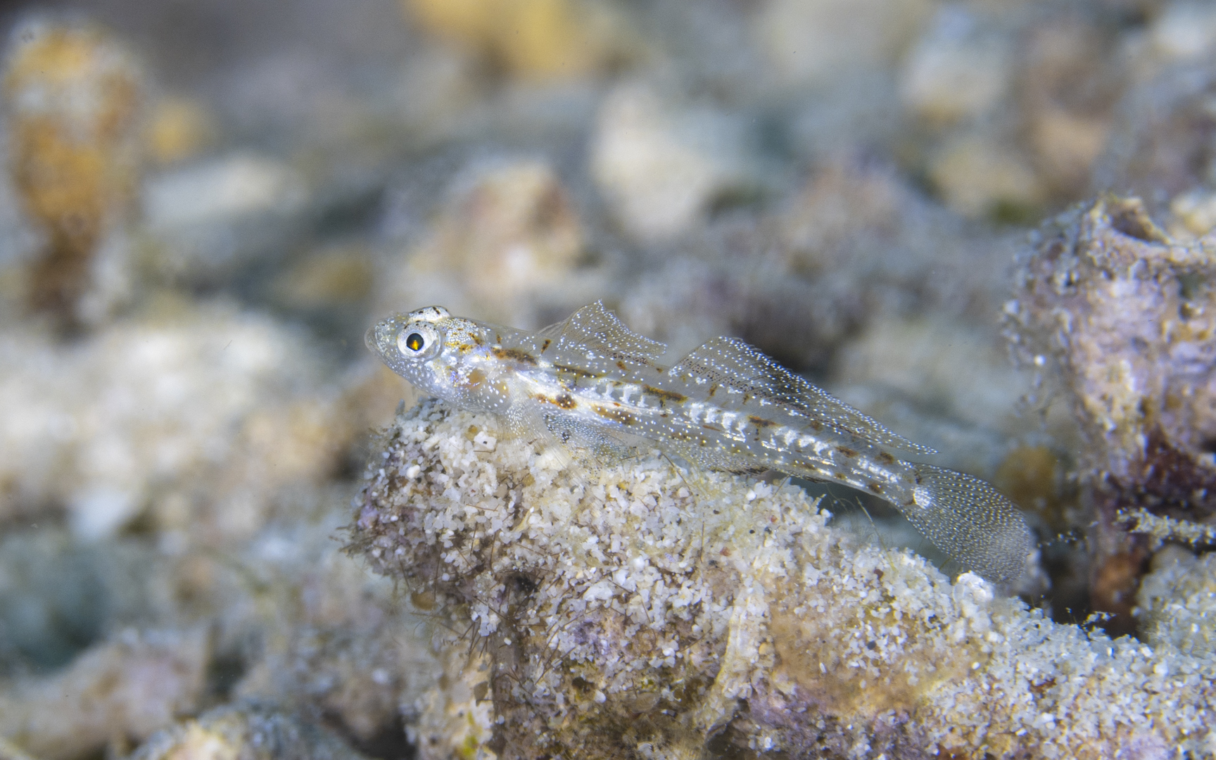 Grallenia dimorpha Grallenia dimorpha