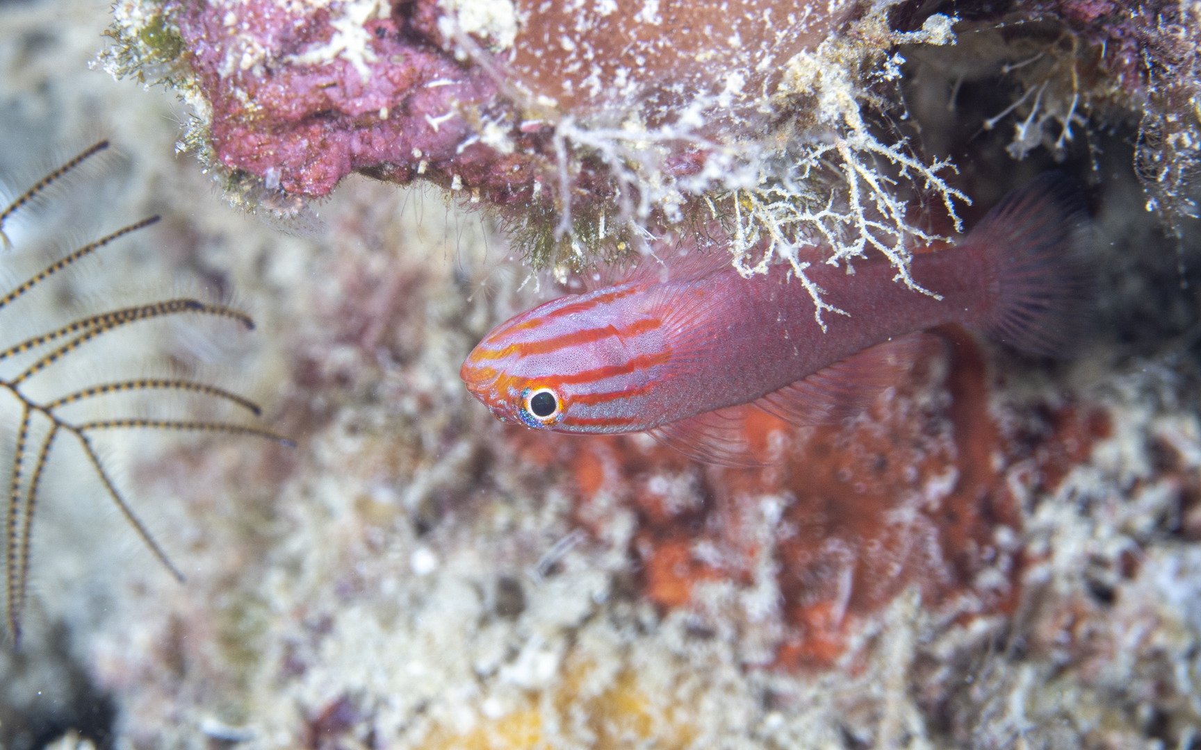 Trimma striatum – ストライプヘッドピグミーゴビー Trimma striatum – ストライプヘッドピグミーゴビー