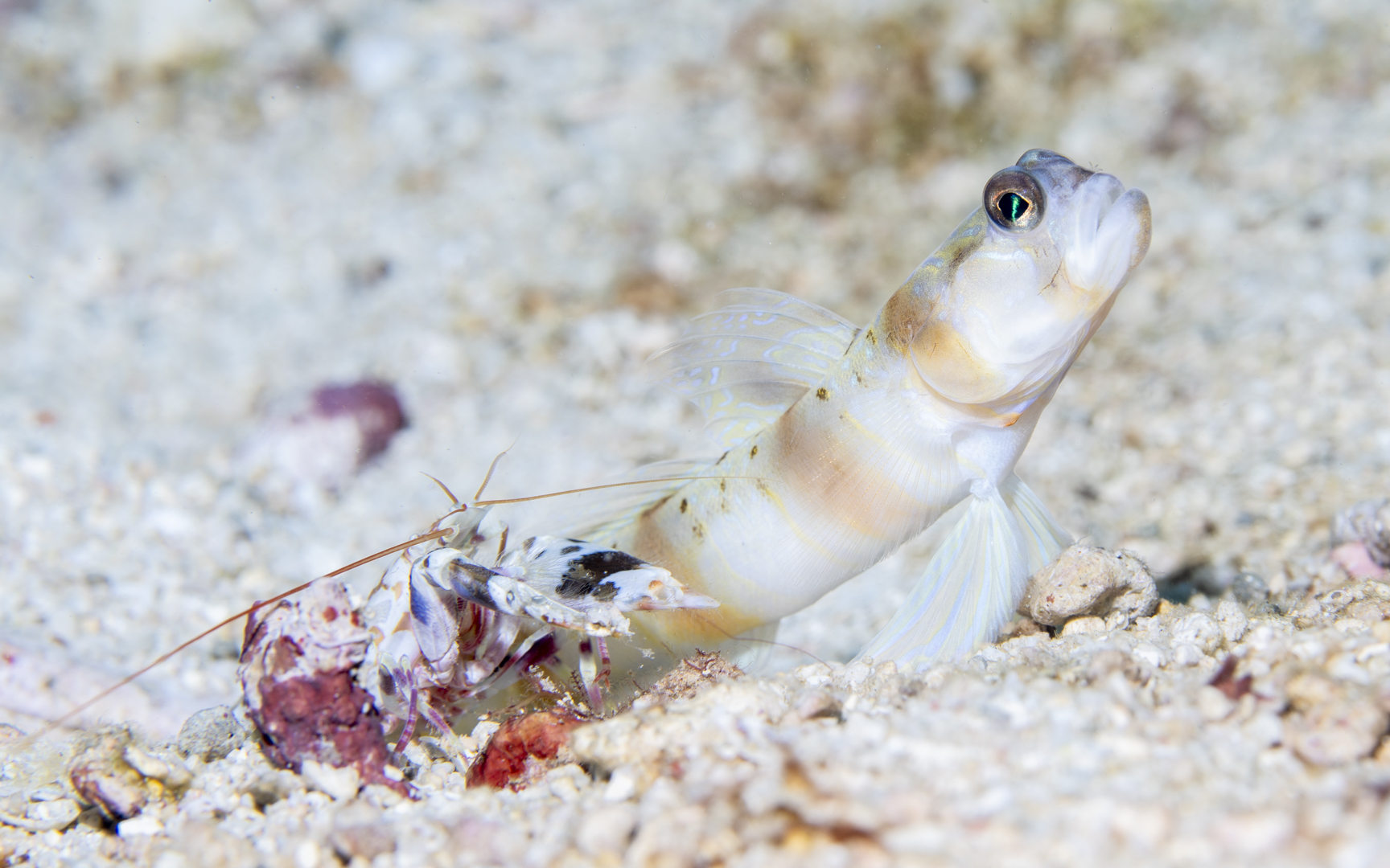 Amblyeleotris arcupinna Amblyeleotris arcupinna