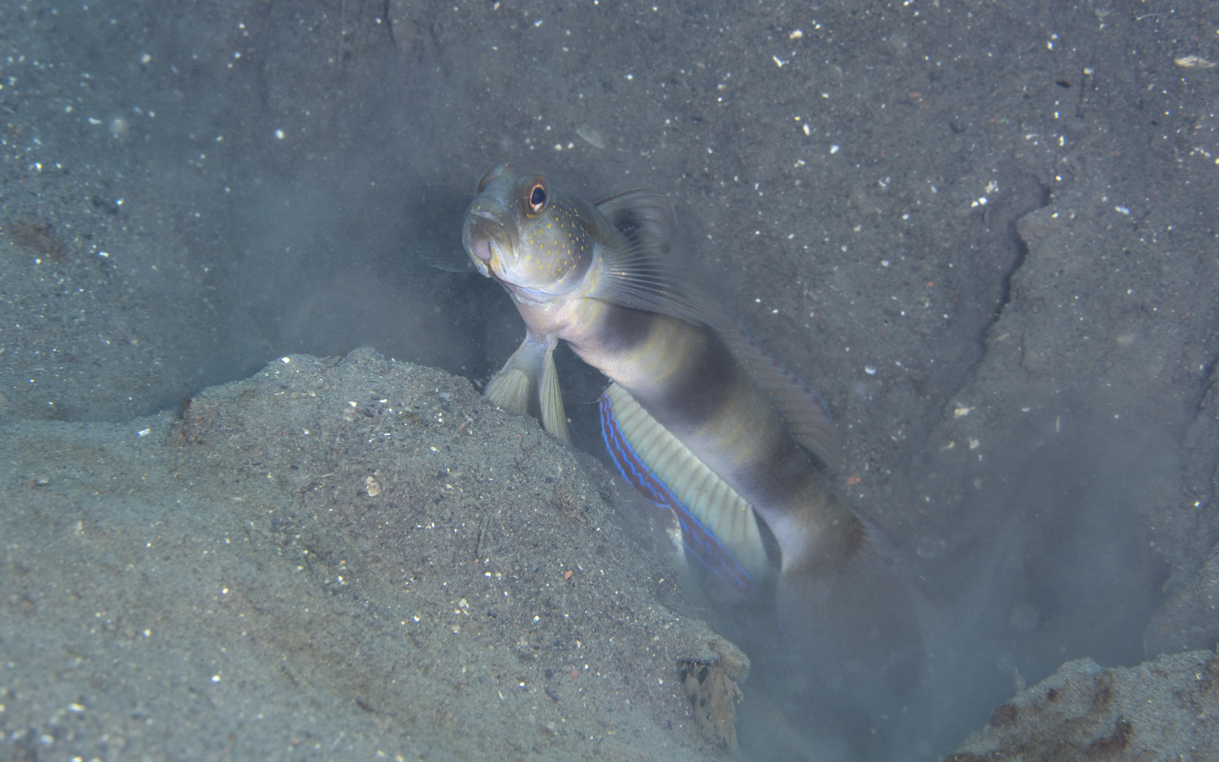 Amblyeleotris fontanesii – ニュウドウダテハゼ Amblyeleotris fontanesii – ニュウドウダテハゼ