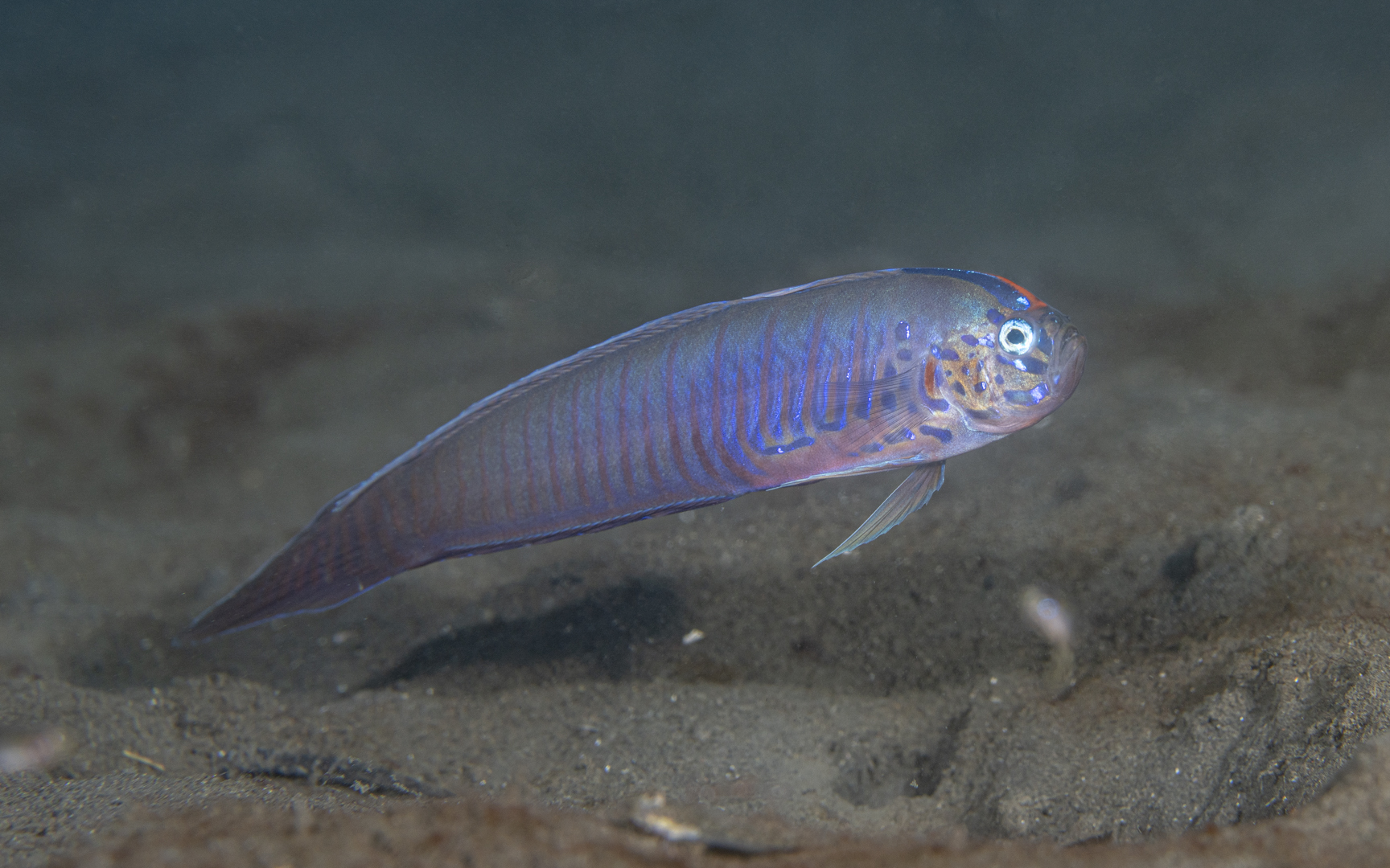 Oxymetopon cyanoctenosum Oxymetopon cyanoctenosum