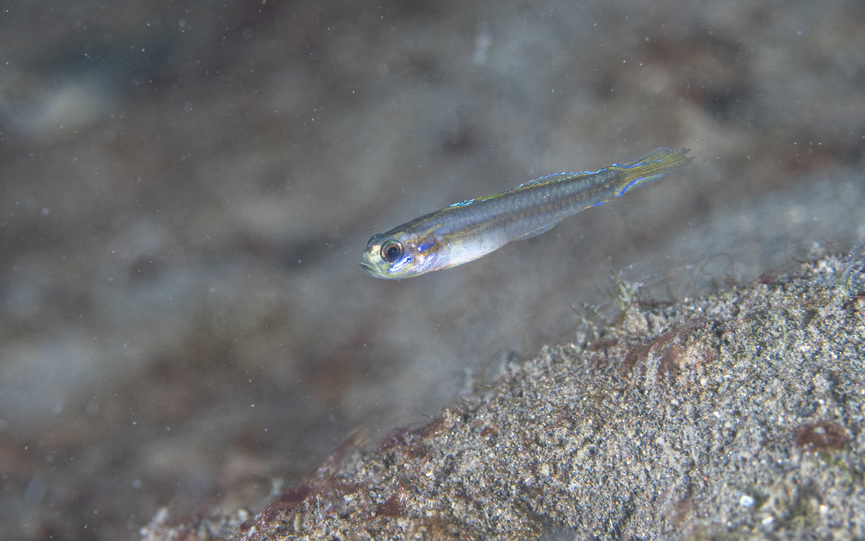 Vanderhorstia sp. – ヤツシハゼ属の1種 Vanderhorstia sp. – ヤツシハゼ属の1種
