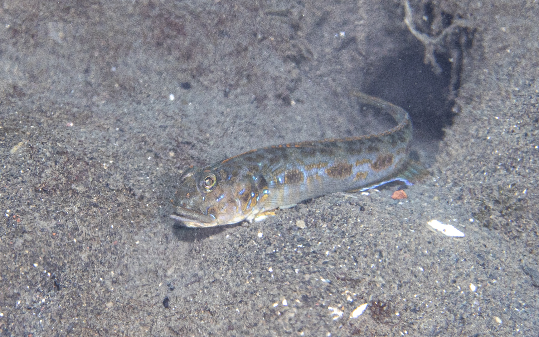 Oxyurichthys notonema – ナガセハゼ Oxyurichthys notonema – ナガセハゼ