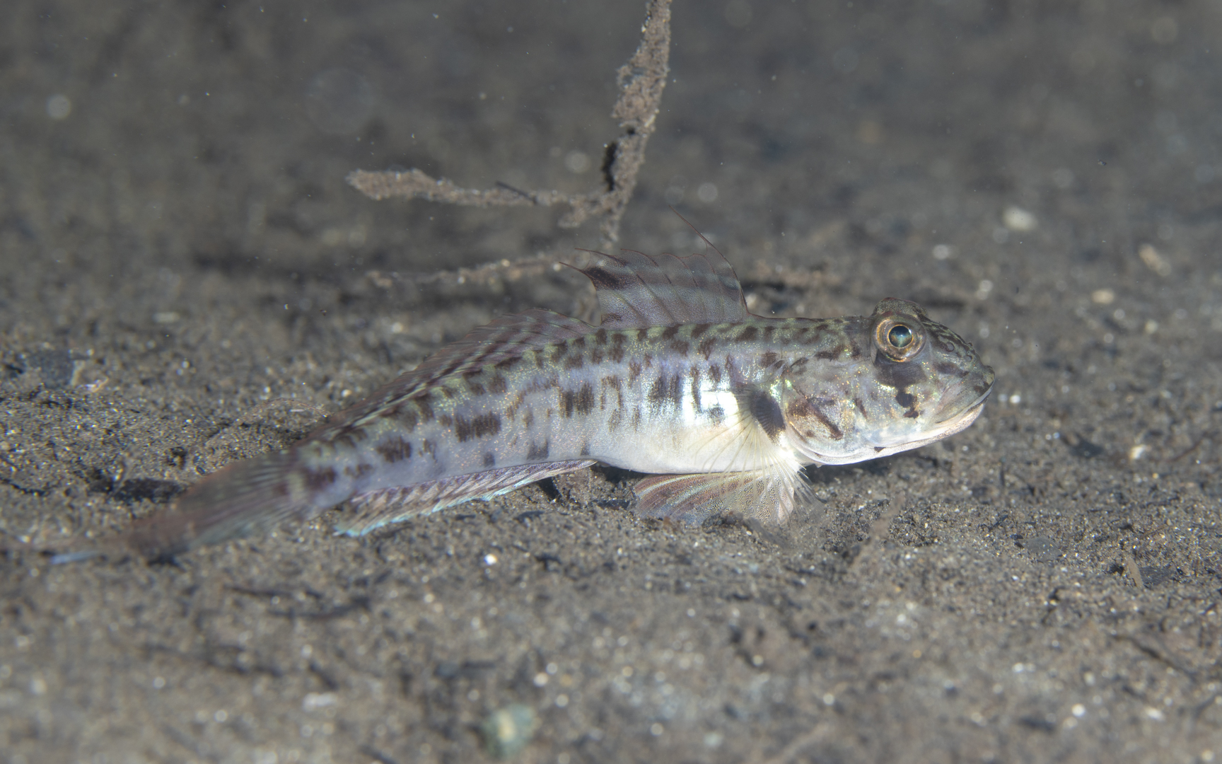 Oxyurichthys lonchotus – ミナミサルハゼ Oxyurichthys lonchotus – ミナミサルハゼ