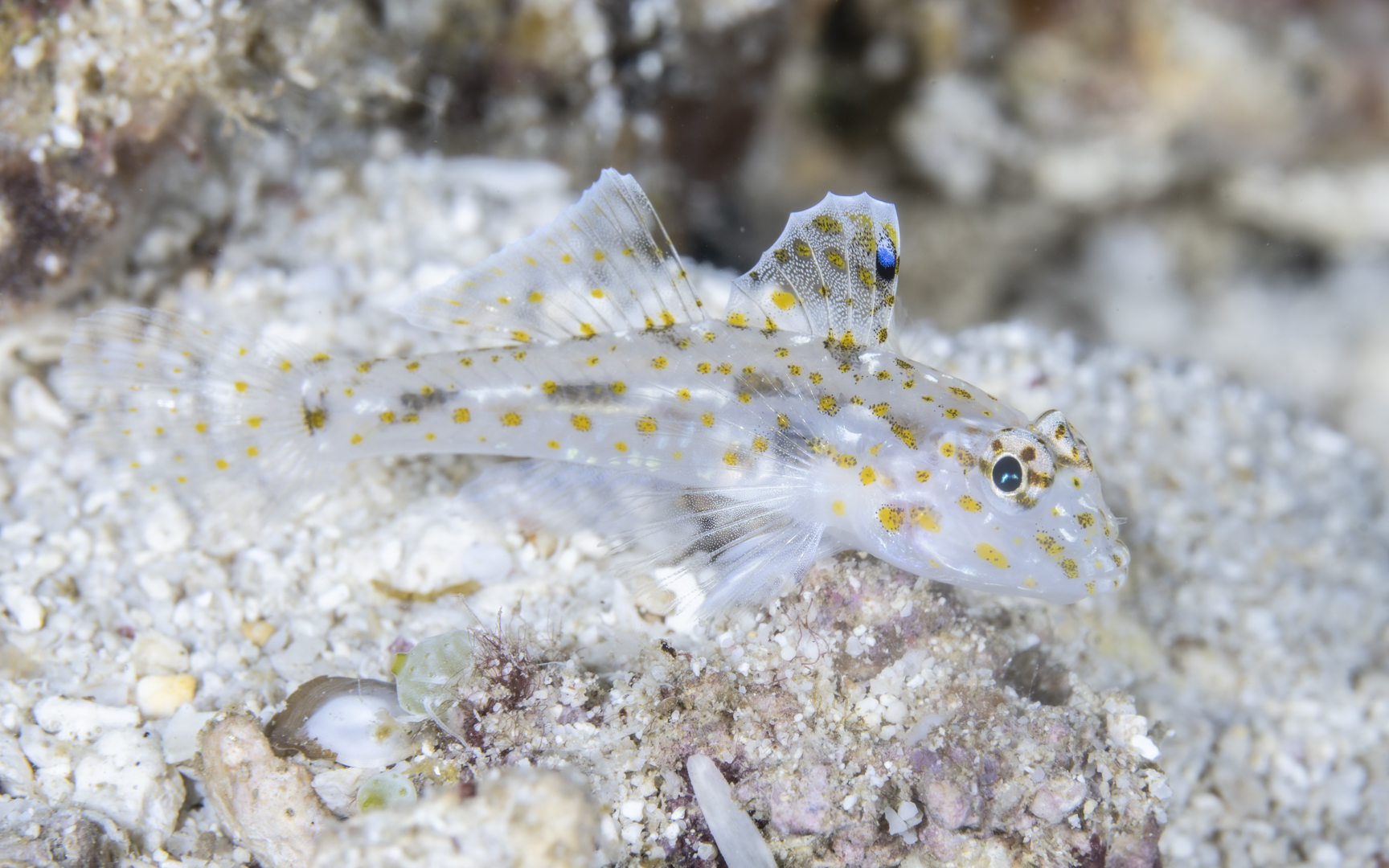Fusigobius pallidus – カペラサンカクハゼ Fusigobius pallidus – カペラサンカクハゼ