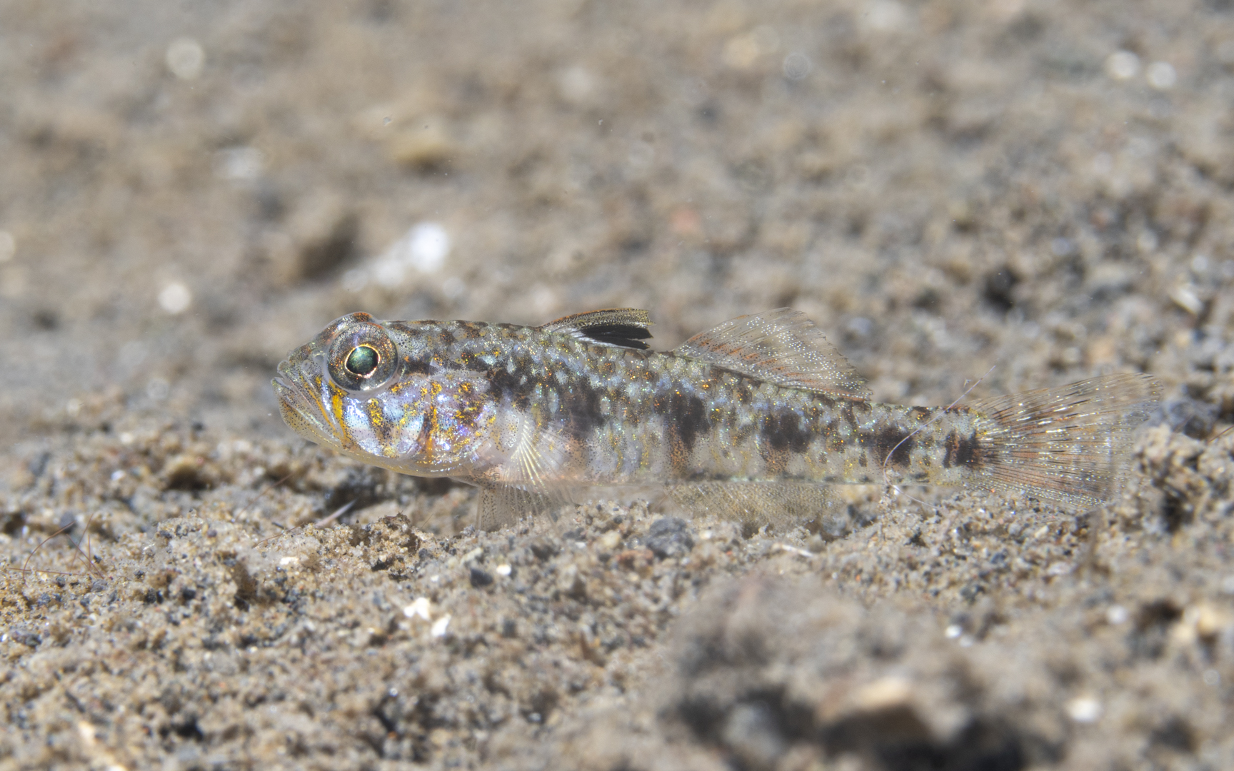 Gobiidae sp. – ハゼ科の1種 Gobiidae sp. – ハゼ科の1種