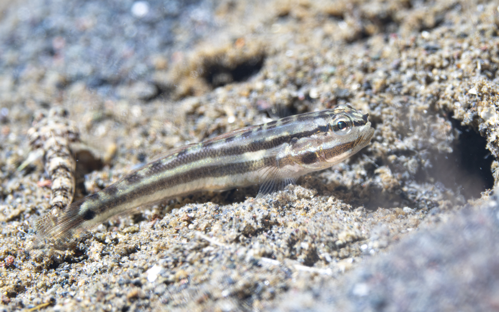 Amblygobius cheraphilus Amblygobius cheraphilus