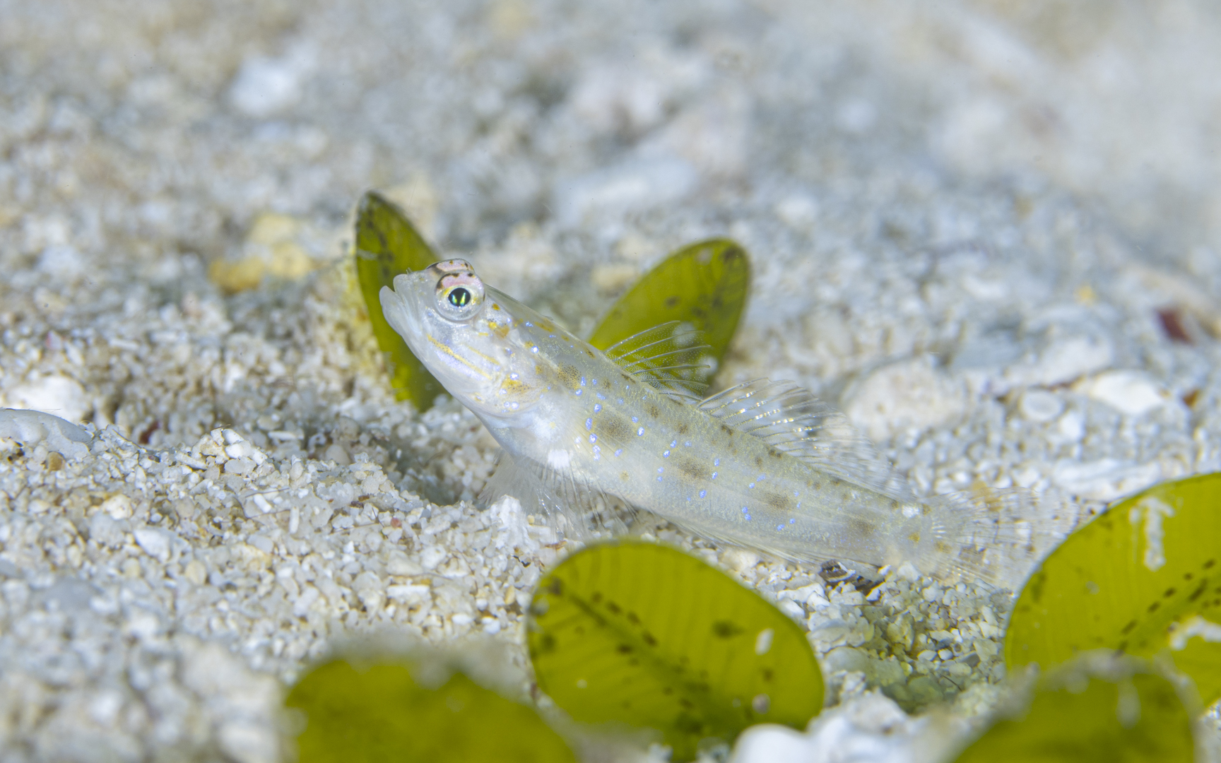 Ctenogobiops formosa – シノビハゼ属の1種 Ctenogobiops formosa – シノビハゼ属の1種