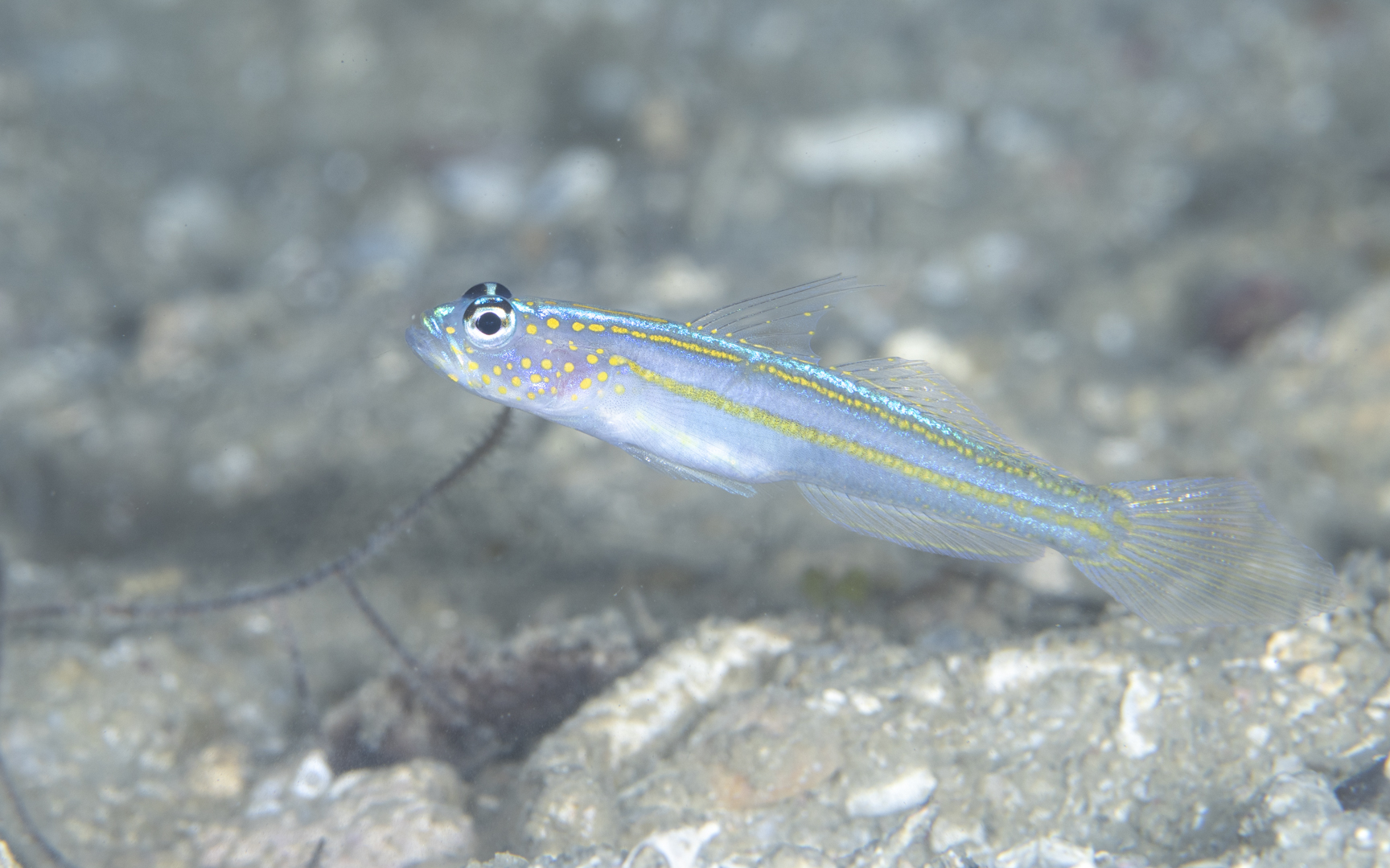 Vanderhorstia flavilineata Vanderhorstia flavilineata