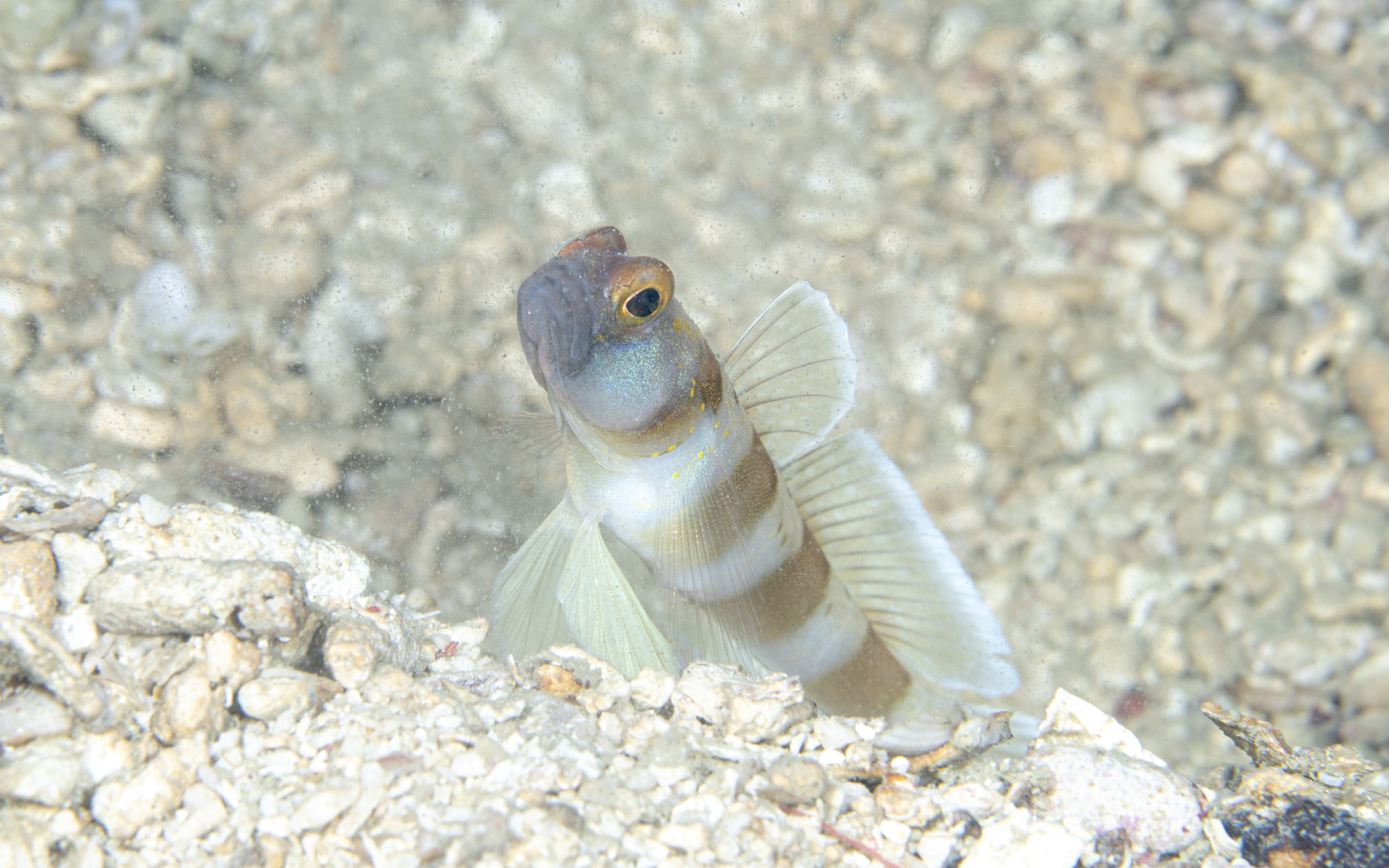 Amblyeleotris melanocephala – ズグロダテハゼ Amblyeleotris melanocephala – ズグロダテハゼ