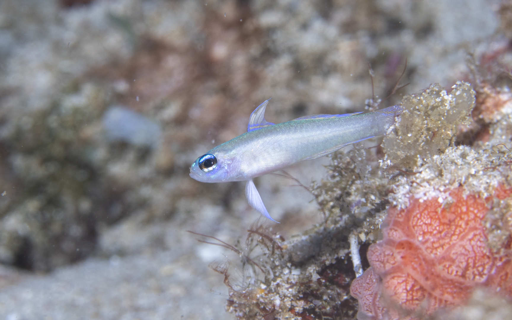 Tryssogobius sarah – タイニーダートゴビー