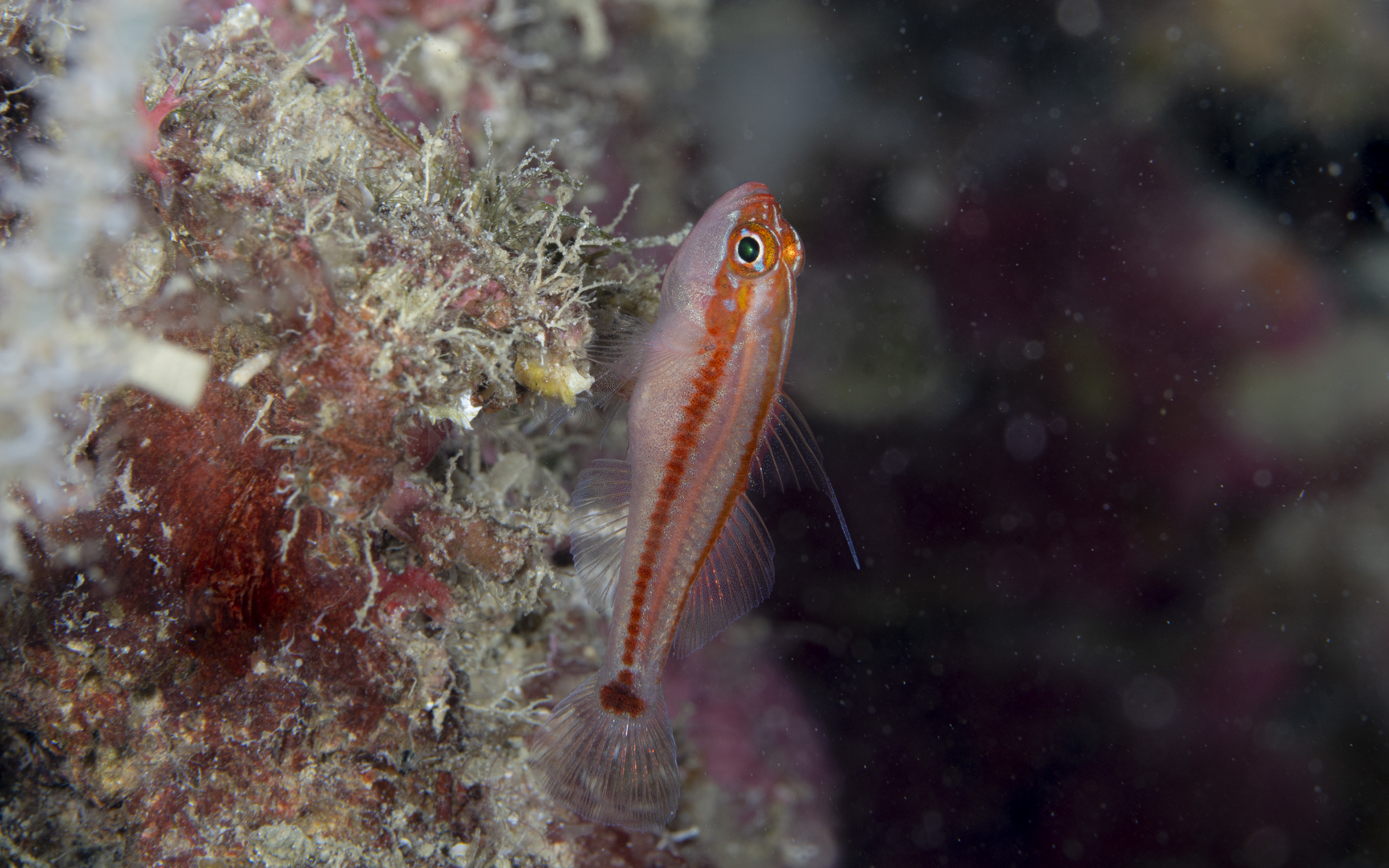 Trimma sp. – ブラックベリーピグミーゴビー Trimma sp. – ブラックベリーピグミーゴビー
