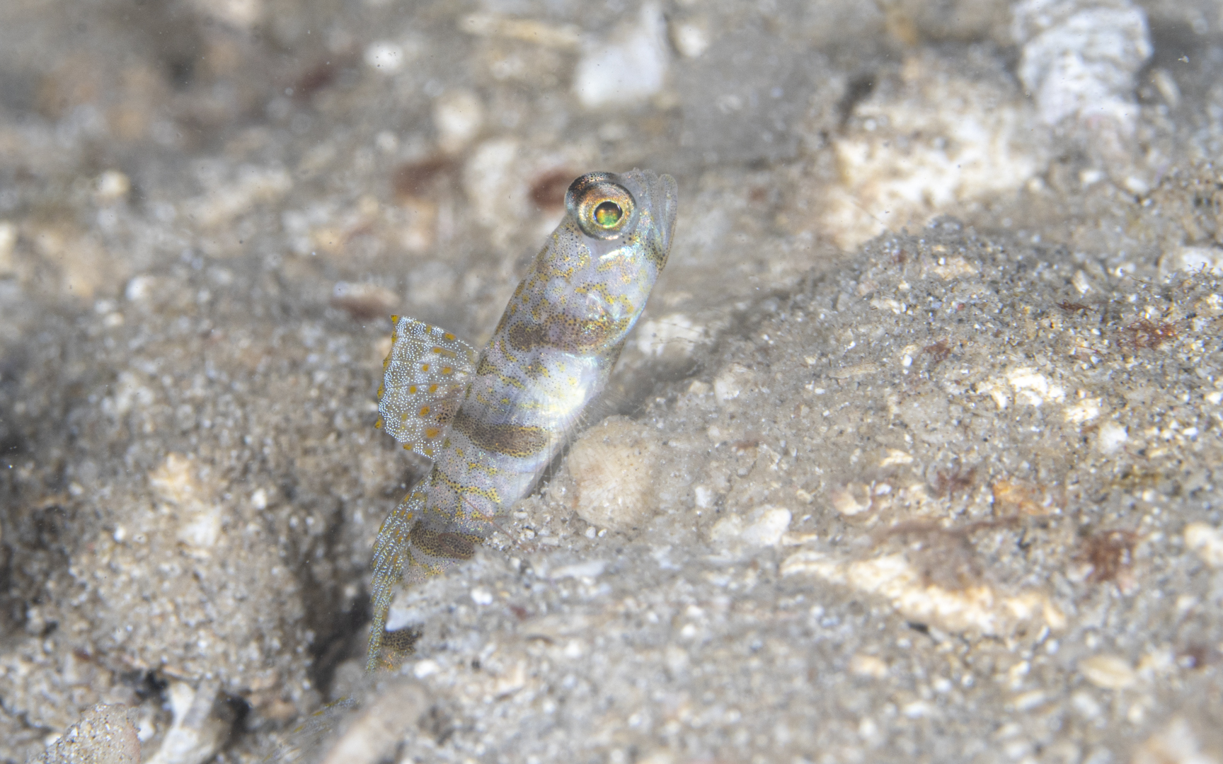 Amblyeleotris masuii – マスイダテハゼ Amblyeleotris masuii – マスイダテハゼ