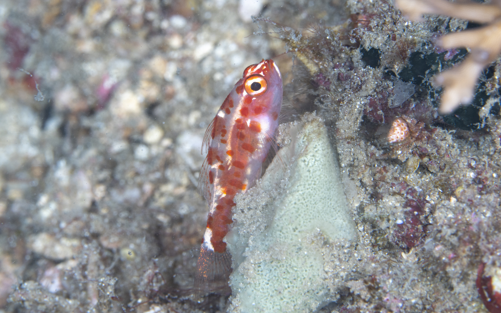 Trimma rubromaculatus Trimma rubromaculatus