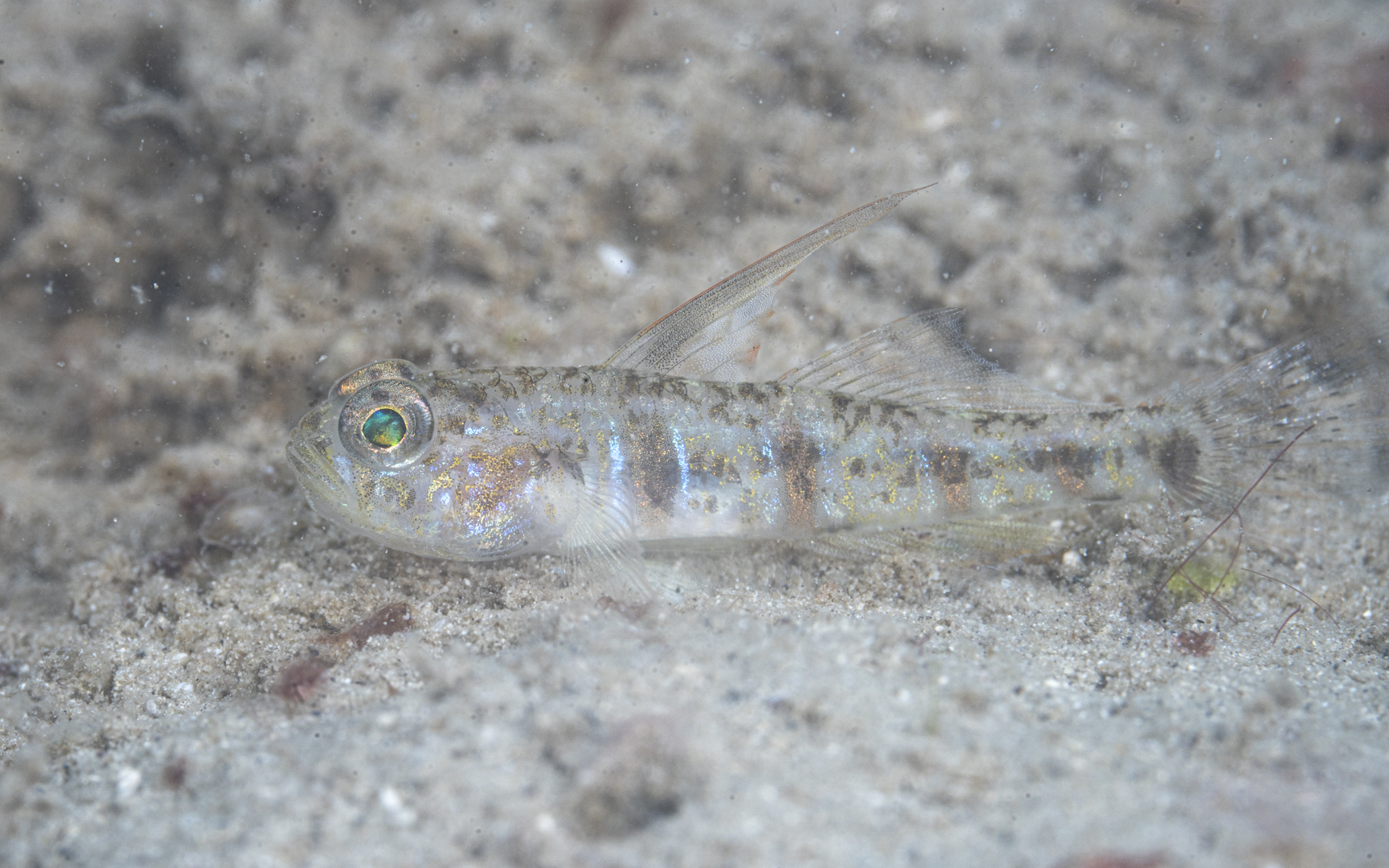 Gobiidae sp. – ハゼ科の1種-12 Gobiidae sp. – ハゼ科の1種-12