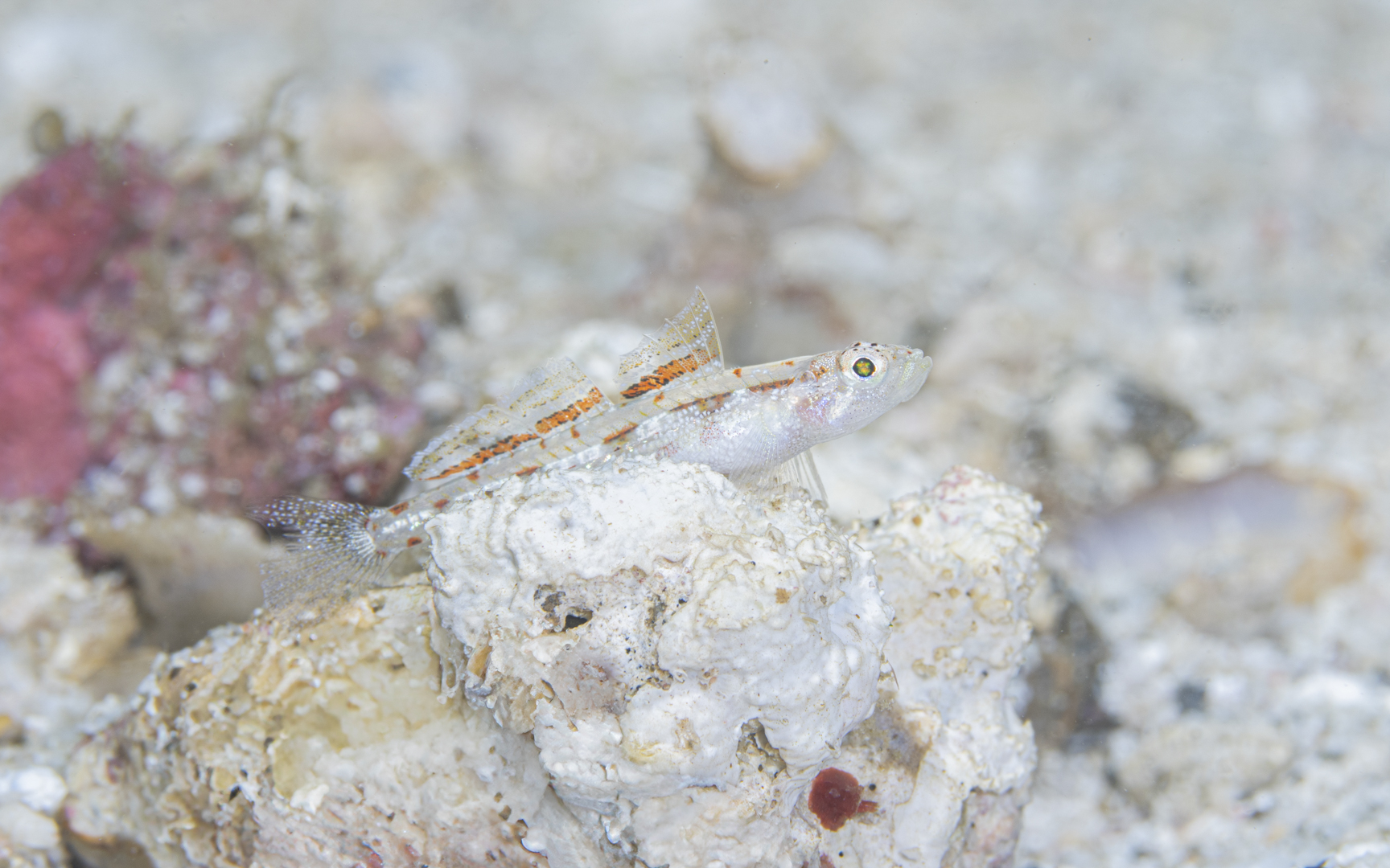 Grallenia rubrilineata Grallenia rubrilineata