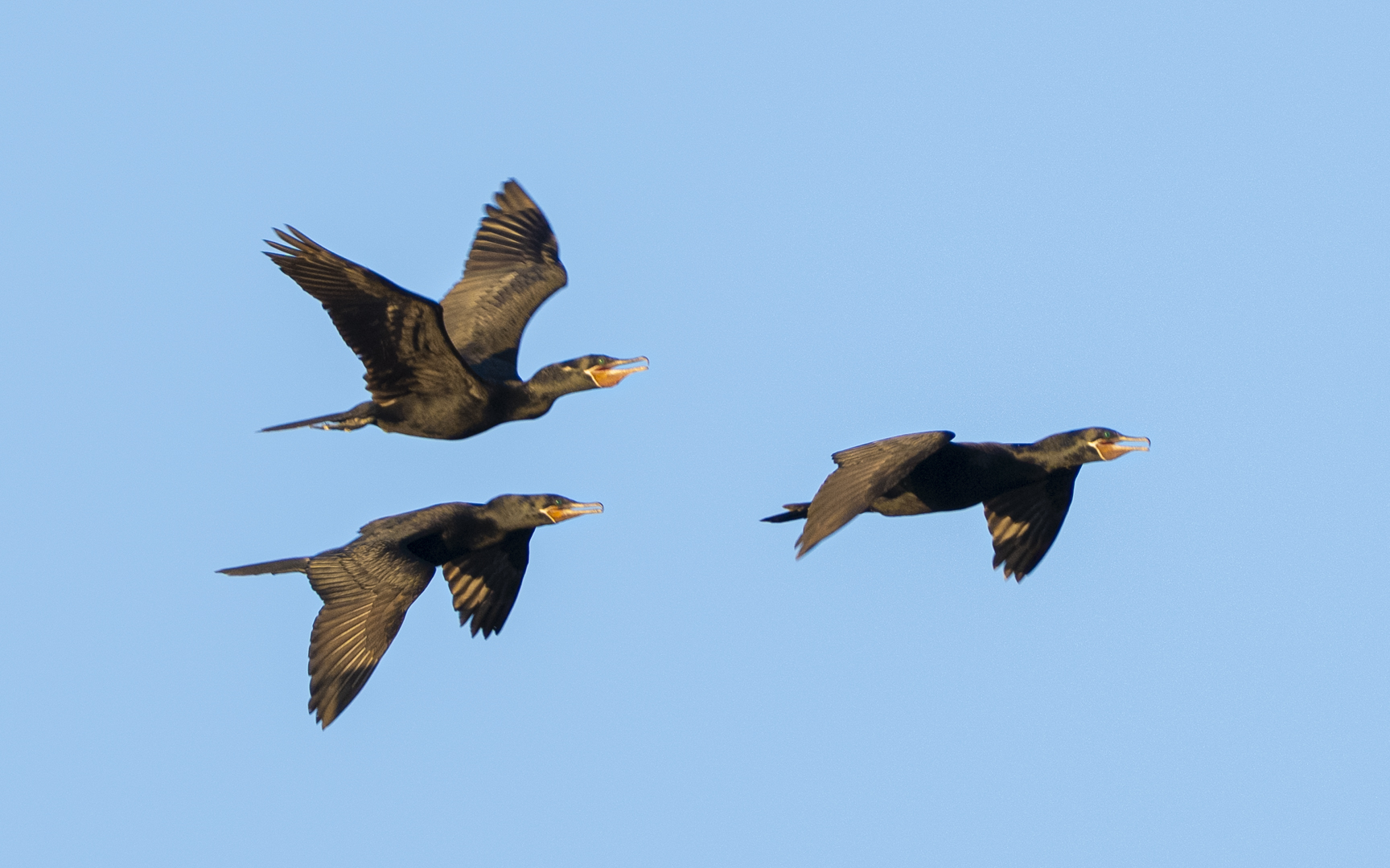 Phalacrocorax brasilianus – ナンベイヒメウ