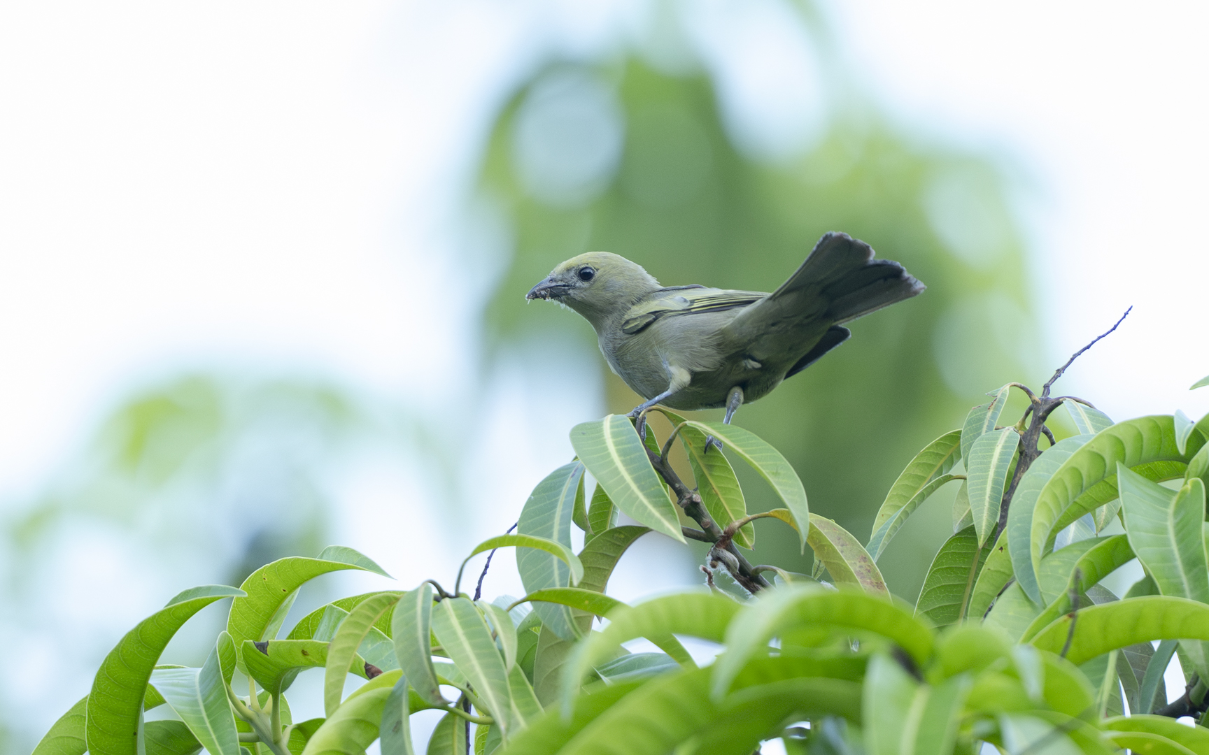 Thraupis palmarum – ヤシフウキンチョウ Thraupis palmarum – ヤシフウキンチョウ