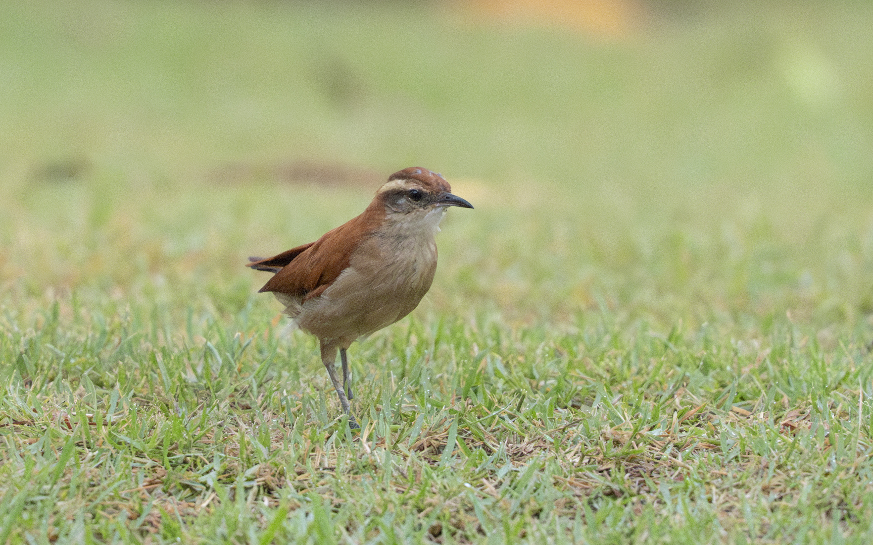 Furnarius figulus – オビバネカマドドリ Furnarius figulus – オビバネカマドドリ