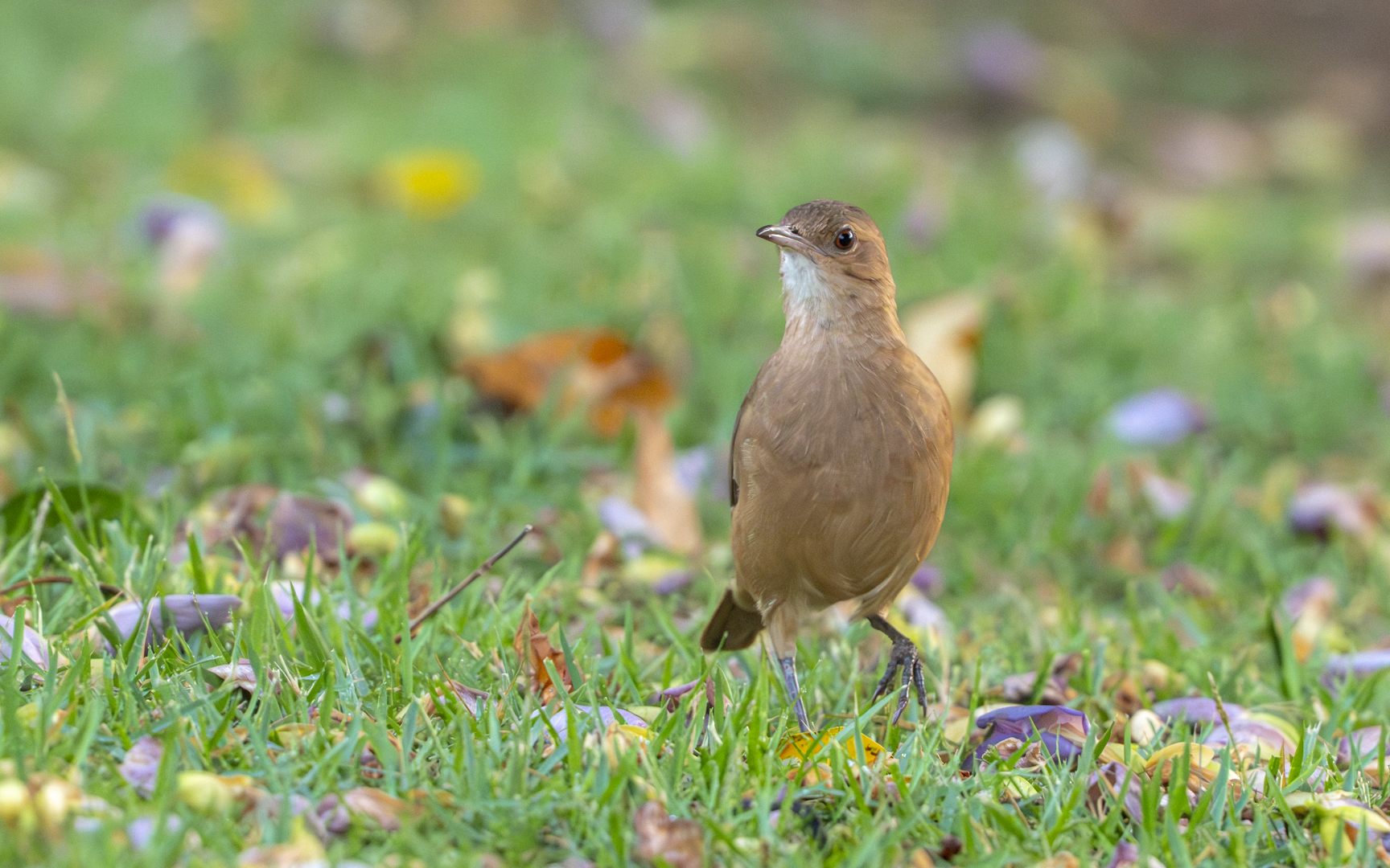 Furnarius rufus – セアカカマドドリ Furnarius rufus – セアカカマドドリ