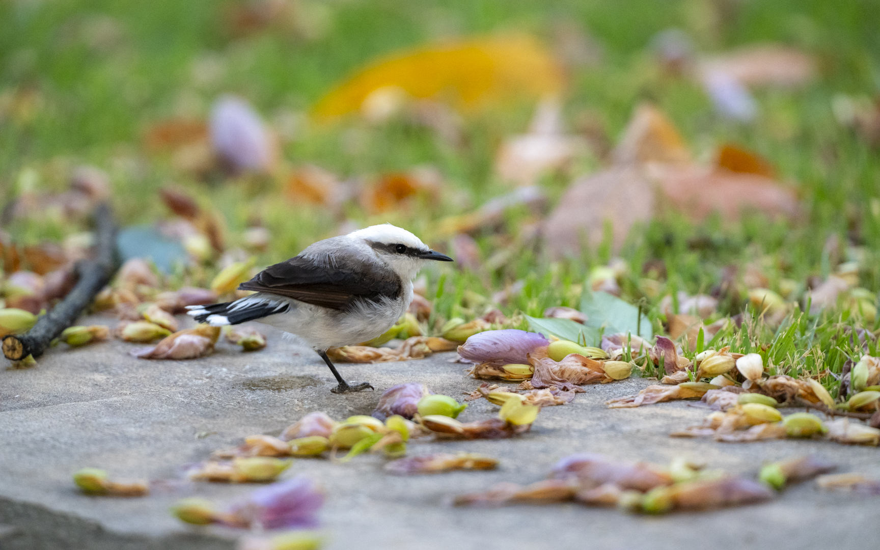 Fluvicola nengeta – マダラタイランチョウ Fluvicola nengeta – マダラタイランチョウ