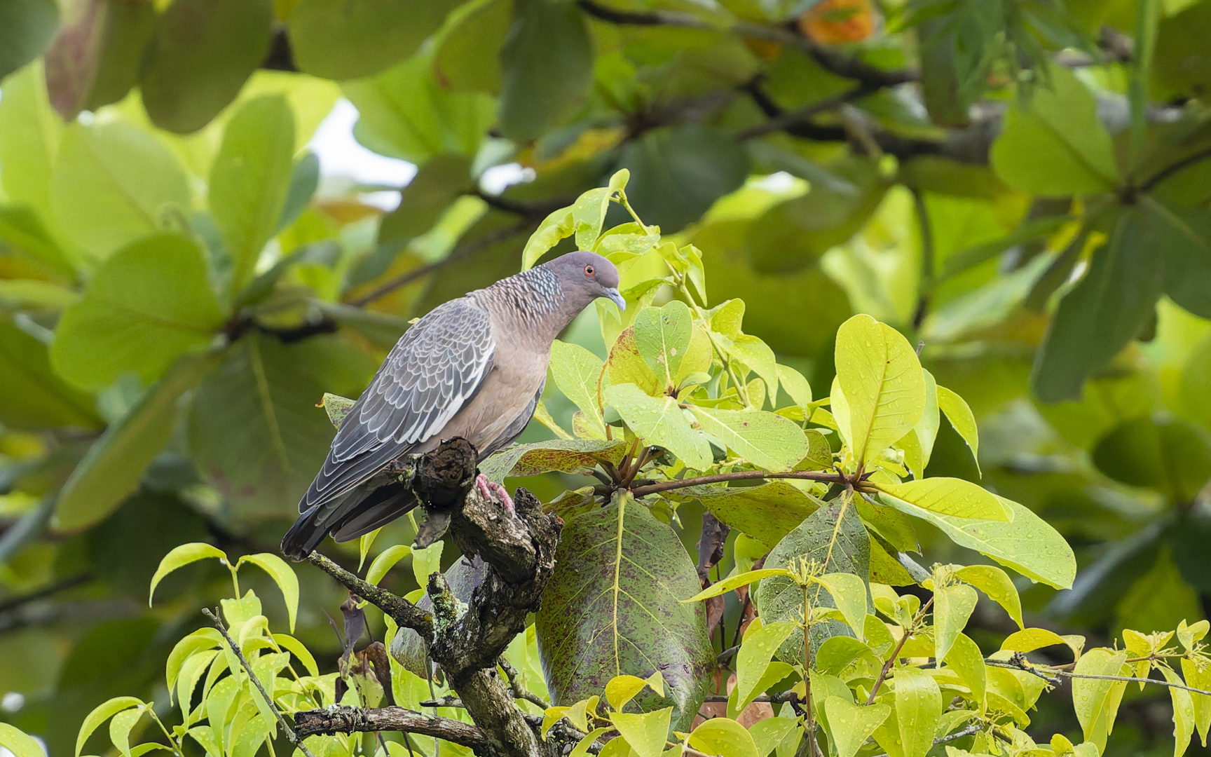 Patagioenas picazuro – アカメバト