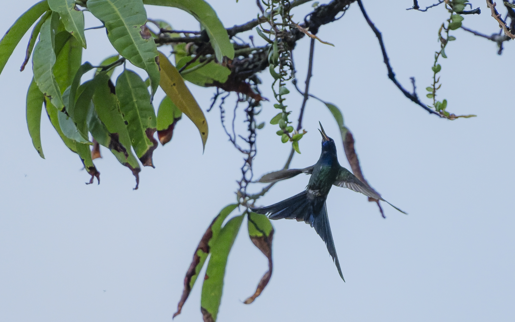 Eupetomena macroura – ツバメハチドリ Eupetomena macroura – ツバメハチドリ