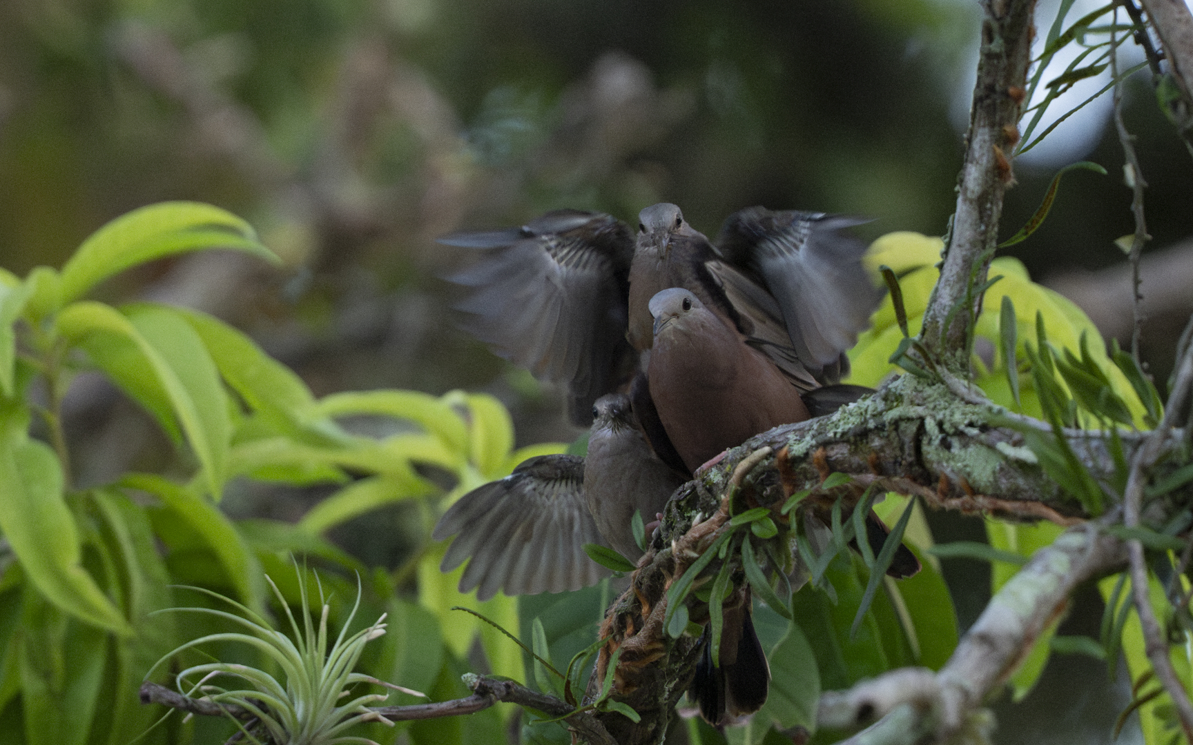 Columbina talpacoti – ケアシスズメバト