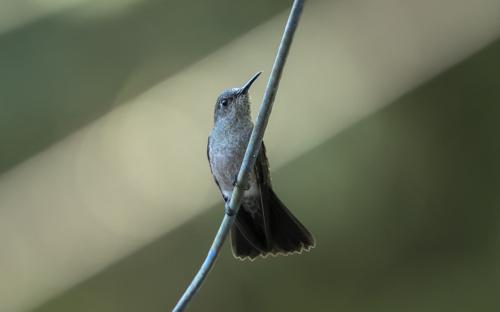 Eupetomena cirrochloris – ウスグロハチドリ Eupetomena cirrochloris – ウスグロハチドリ